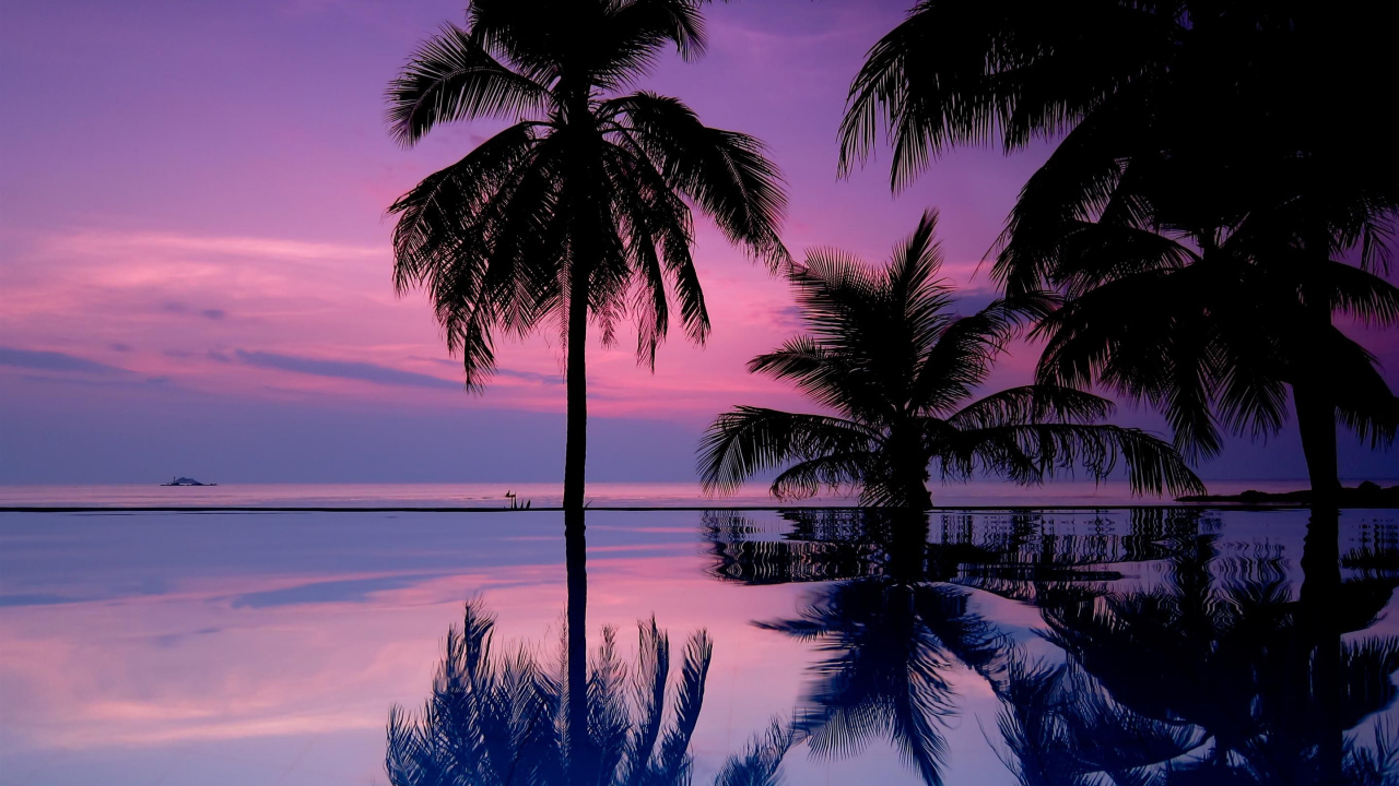 Palmera Cerca Del Cuerpo de Agua. Wallpaper in 1280x720 Resolution