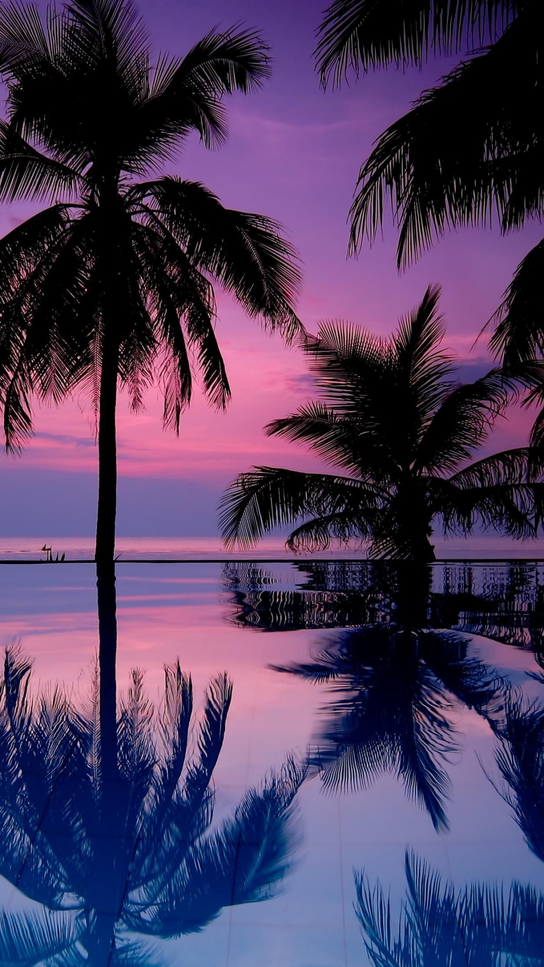 Palm Tree Near Body of Water. Wallpaper in 1080x1920 Resolution