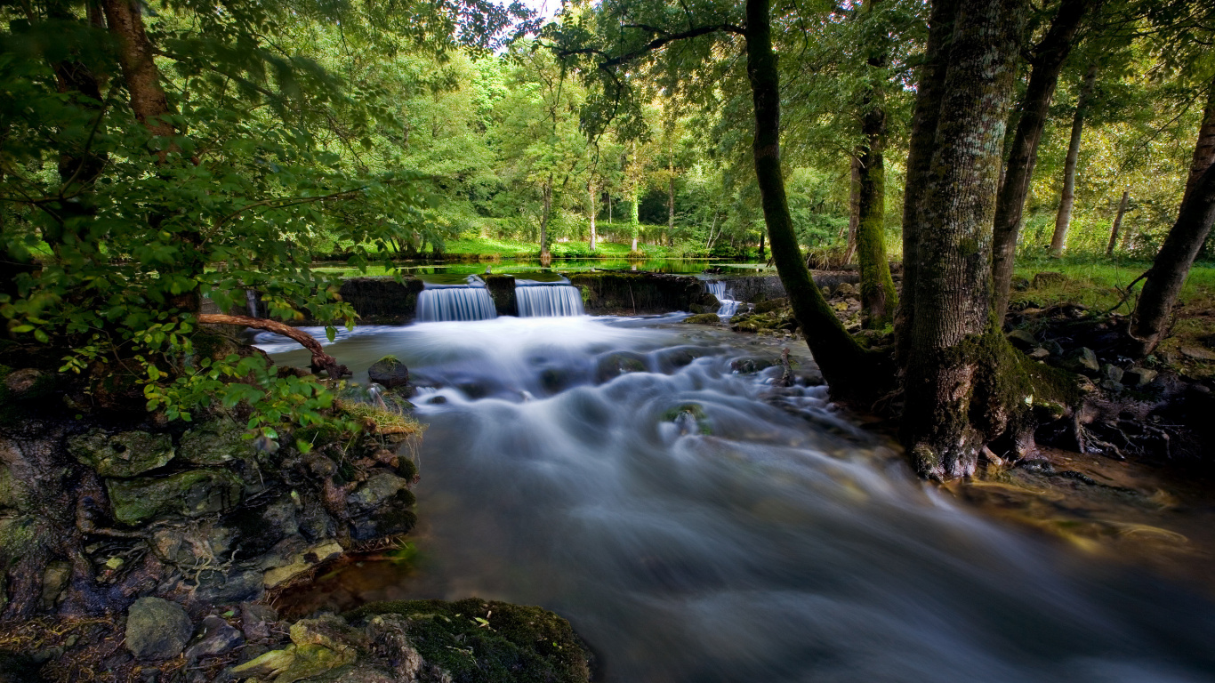 River in The Middle of Forest During Daytime. Wallpaper in 1366x768 Resolution