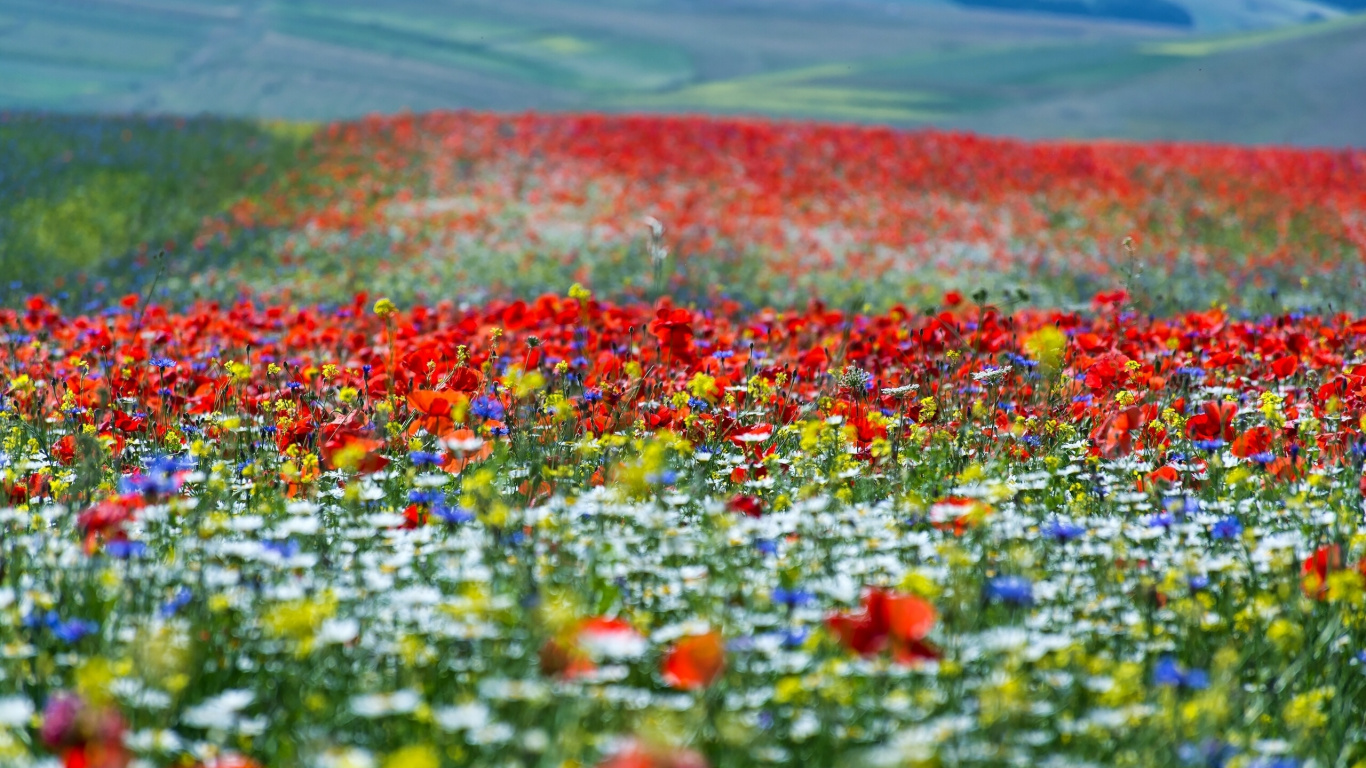 Red Yellow and Green Flower Petals on The Ground. Wallpaper in 1366x768 Resolution