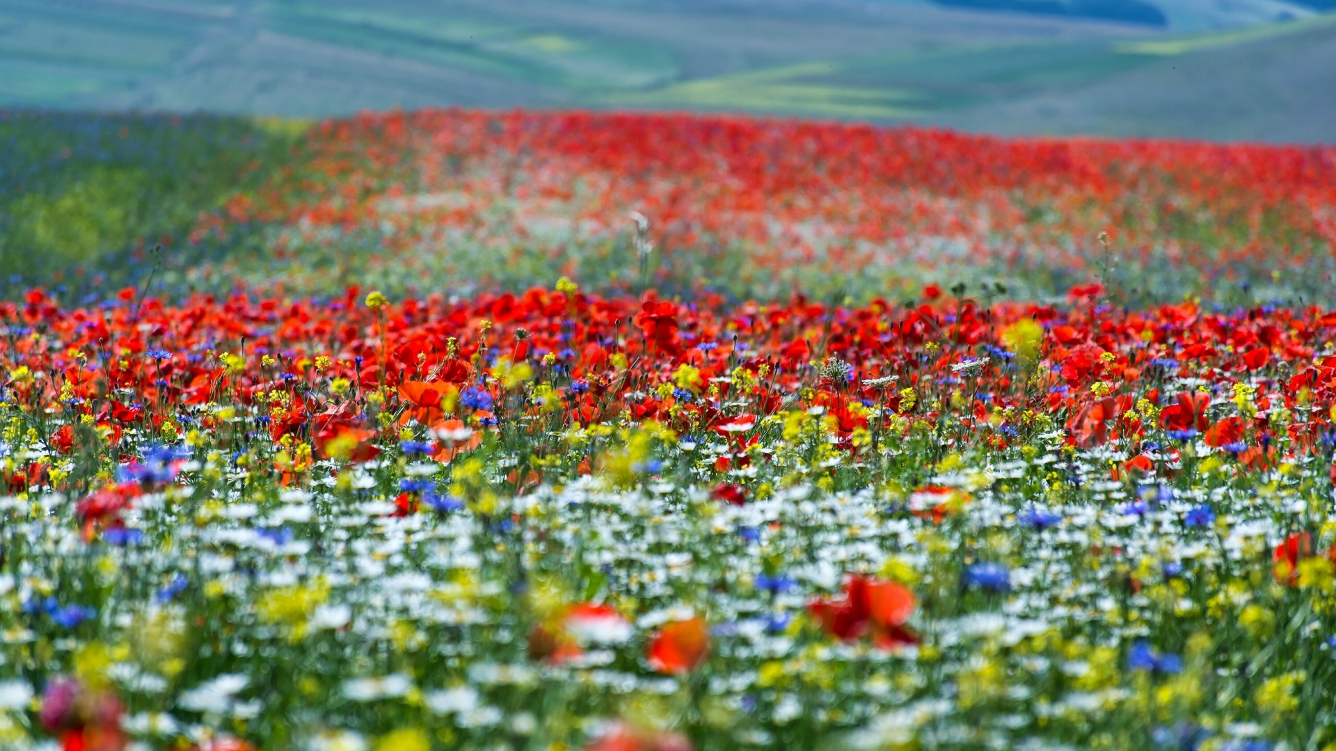 Red Yellow and Green Flower Petals on The Ground. Wallpaper in 1920x1080 Resolution