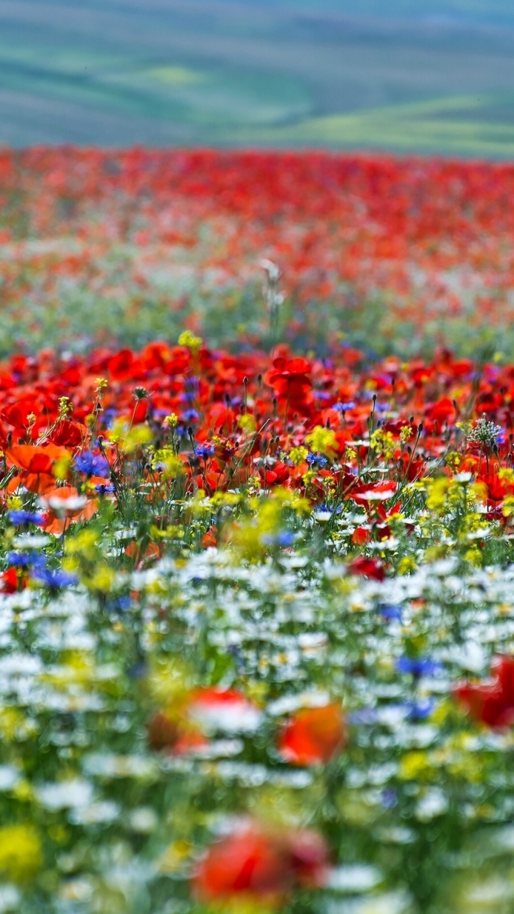 Red Yellow and Green Flower Petals on The Ground. Wallpaper in 720x1280 Resolution