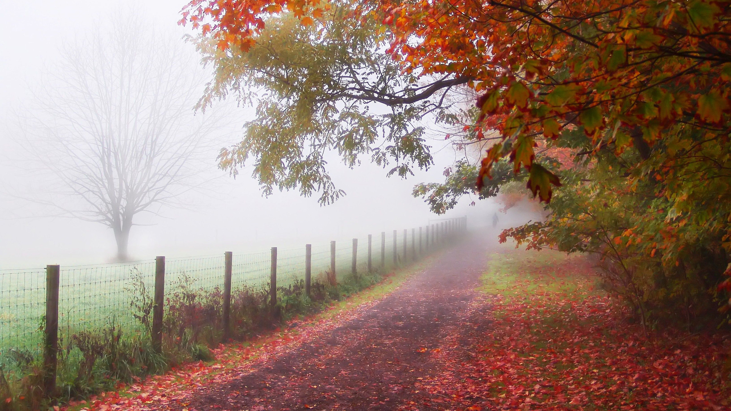 Brown and Green Trees Near Road During Daytime. Wallpaper in 2560x1440 Resolution