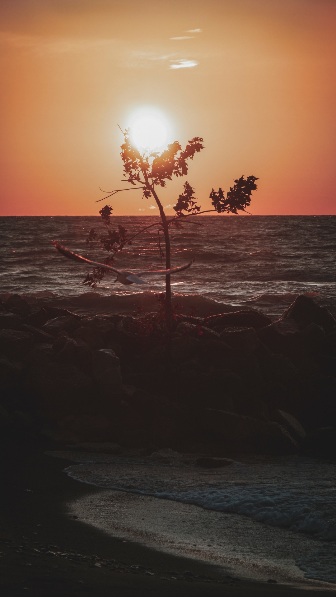 Sunset, Horizon, Sea, Ocean, Tree. Wallpaper in 1080x1920 Resolution