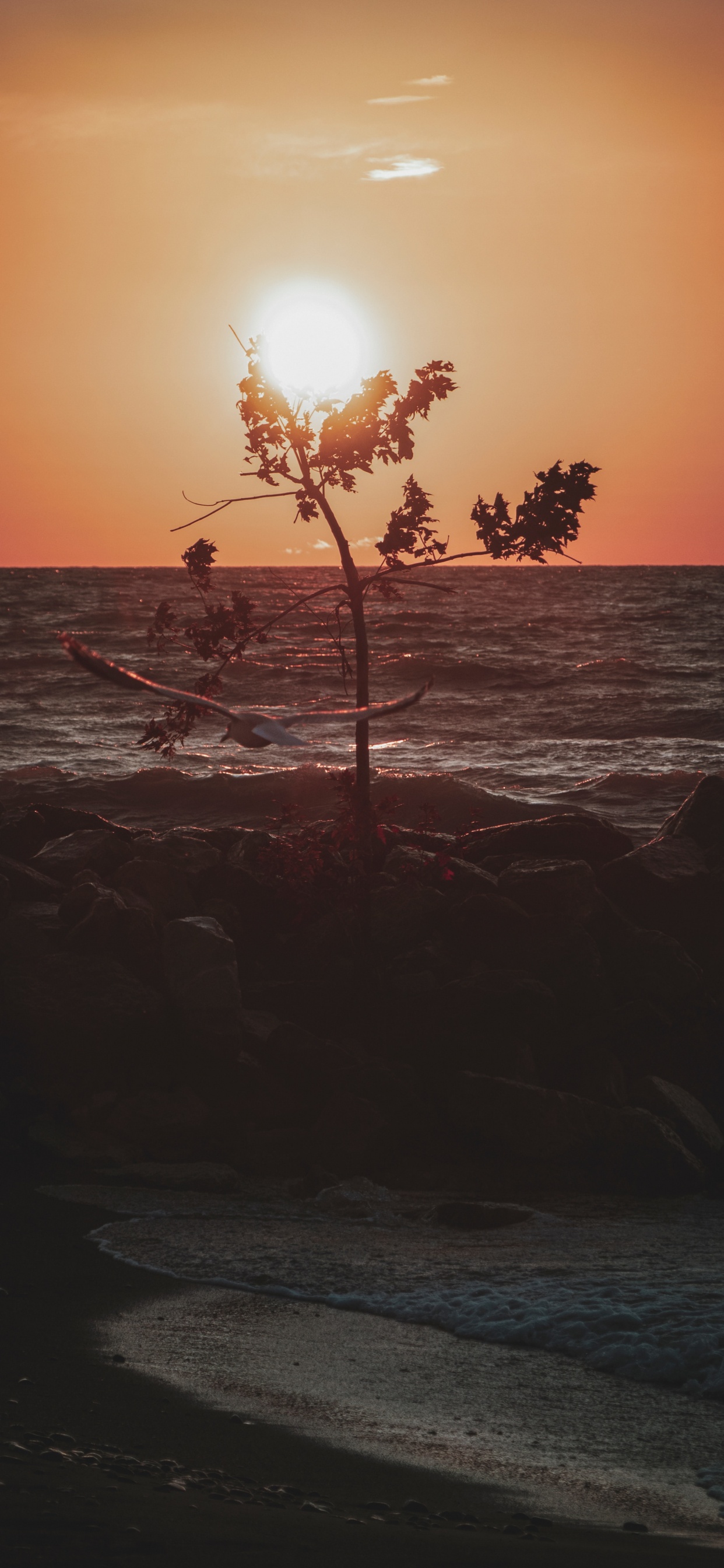 Sunset, Horizon, Sea, Ocean, Tree. Wallpaper in 1242x2688 Resolution