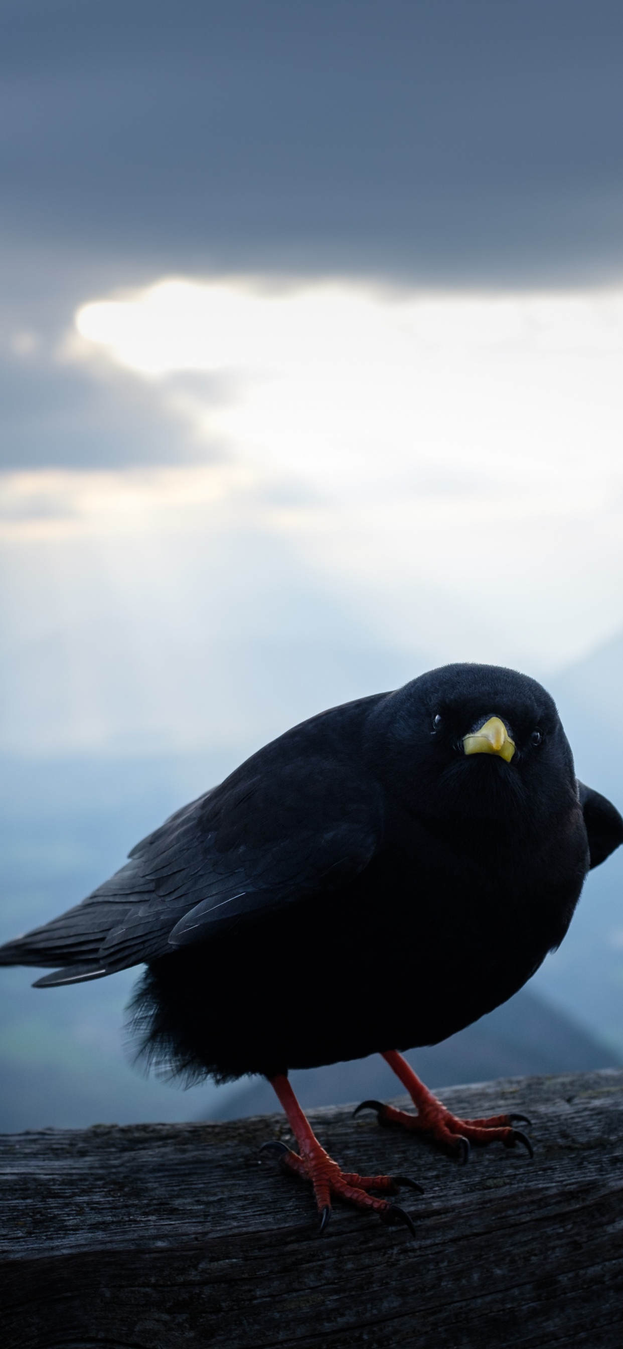 Oiseau Noir Sur Une Bûche de Bois Marron Pendant la Journée. Wallpaper in 1242x2688 Resolution
