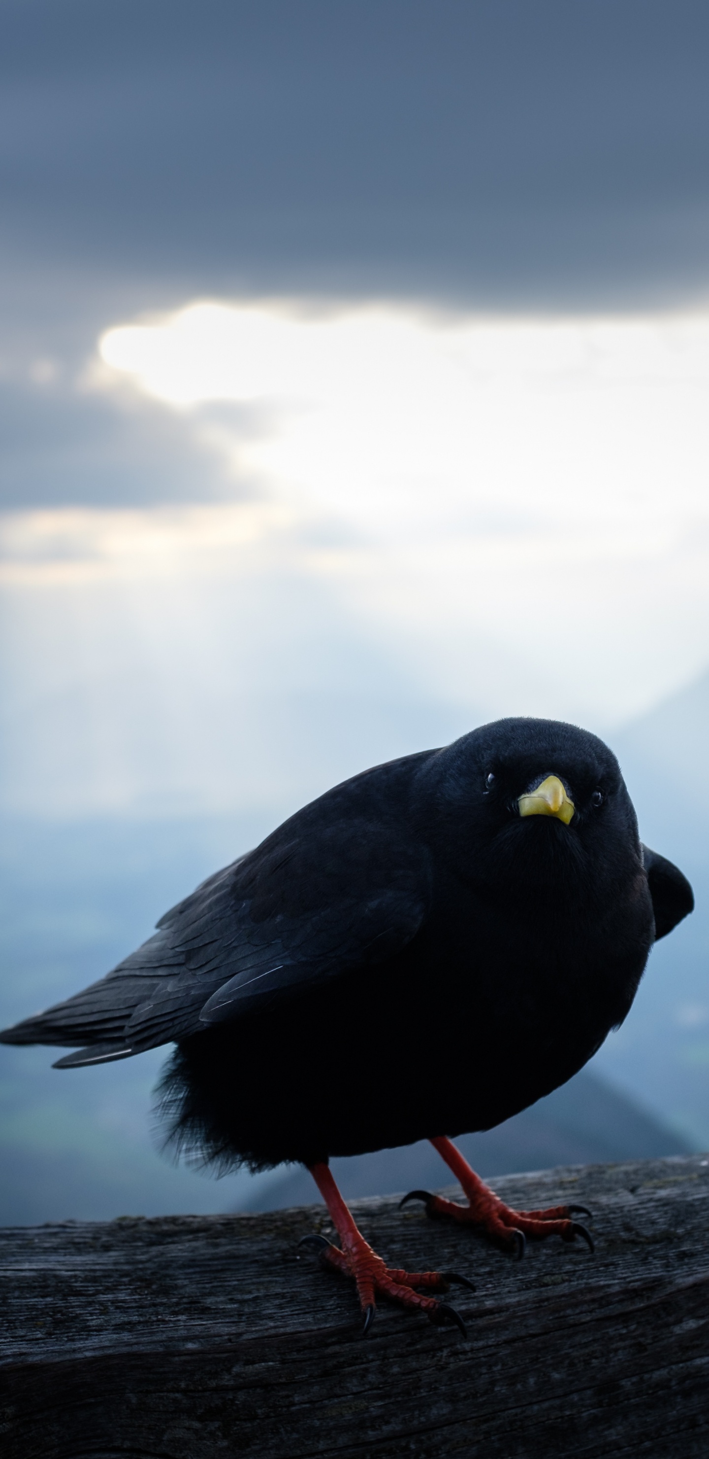 Oiseau Noir Sur Une Bûche de Bois Marron Pendant la Journée. Wallpaper in 1440x2960 Resolution