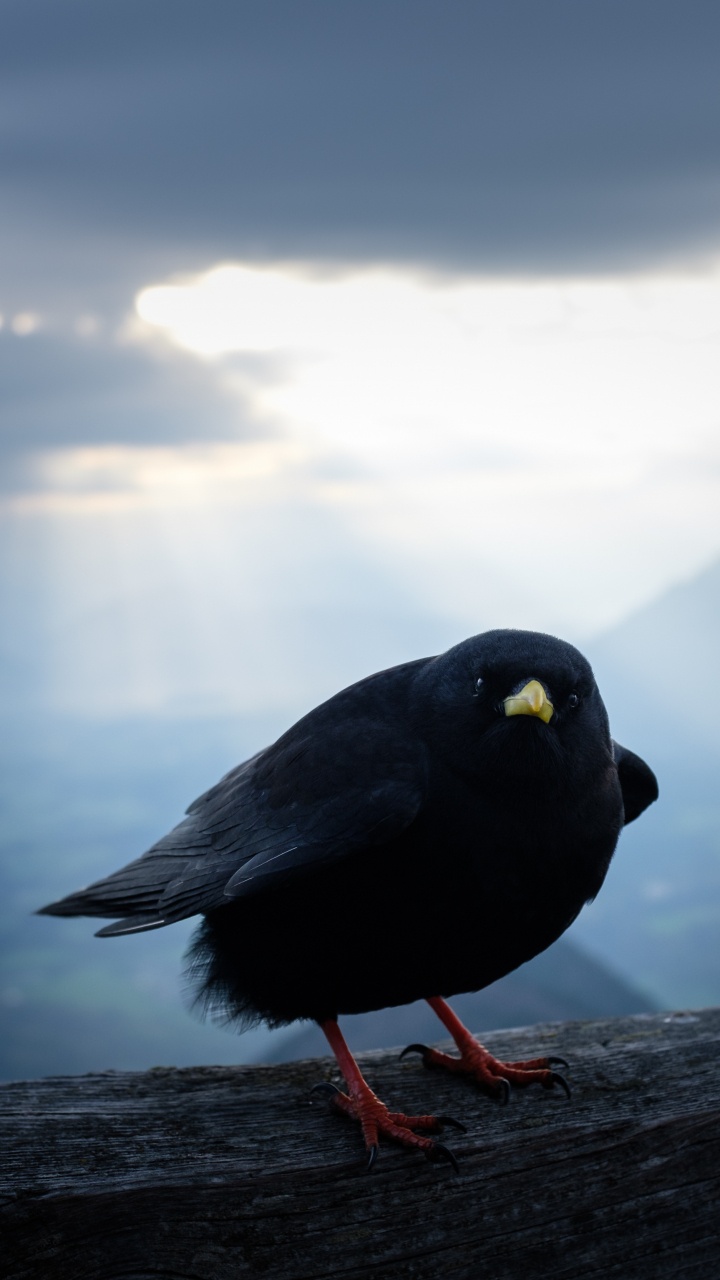 Oiseau Noir Sur Une Bûche de Bois Marron Pendant la Journée. Wallpaper in 720x1280 Resolution