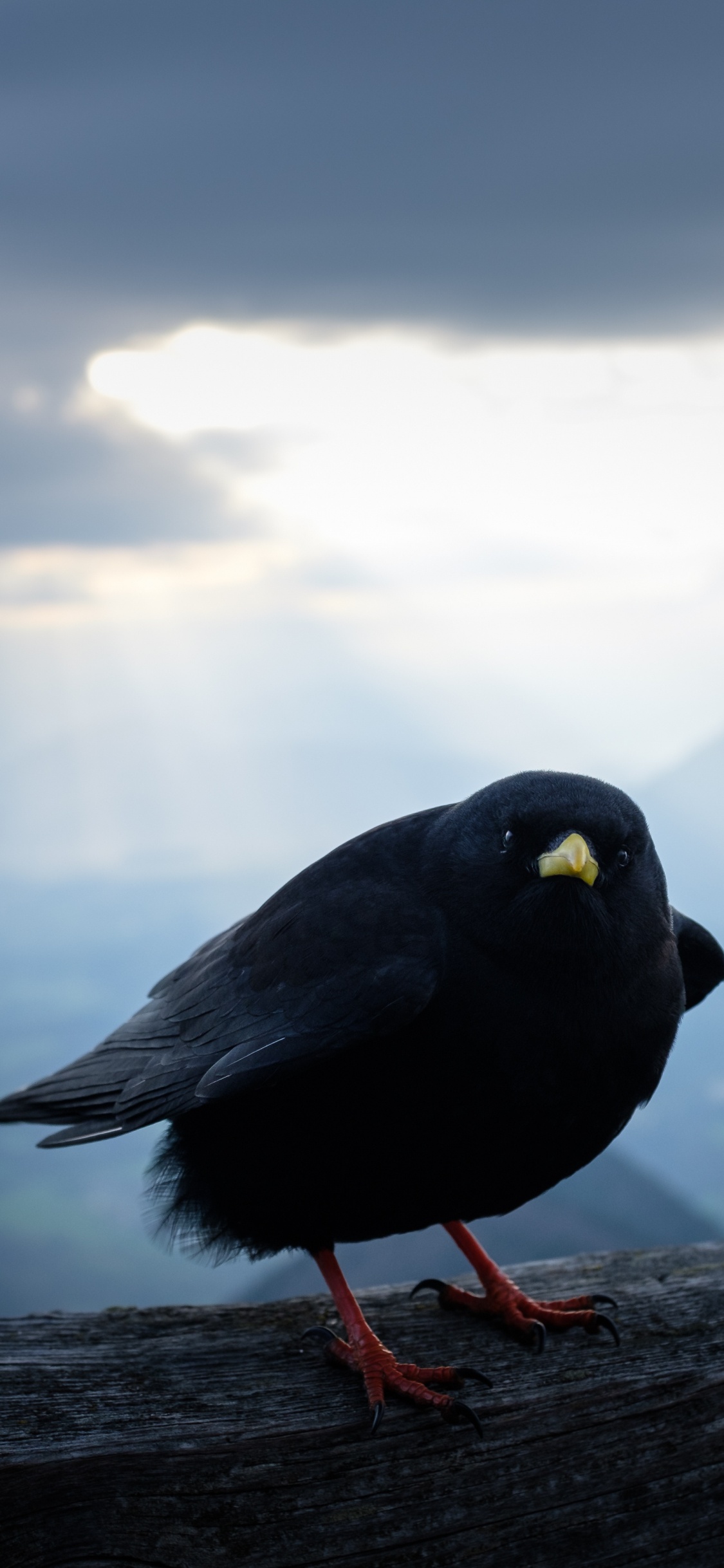 Black Bird on Brown Wooden Log During Daytime. Wallpaper in 1125x2436 Resolution