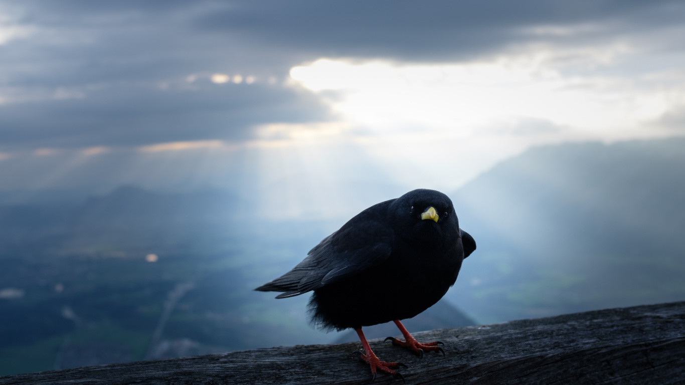 Black Bird on Brown Wooden Log During Daytime. Wallpaper in 1366x768 Resolution