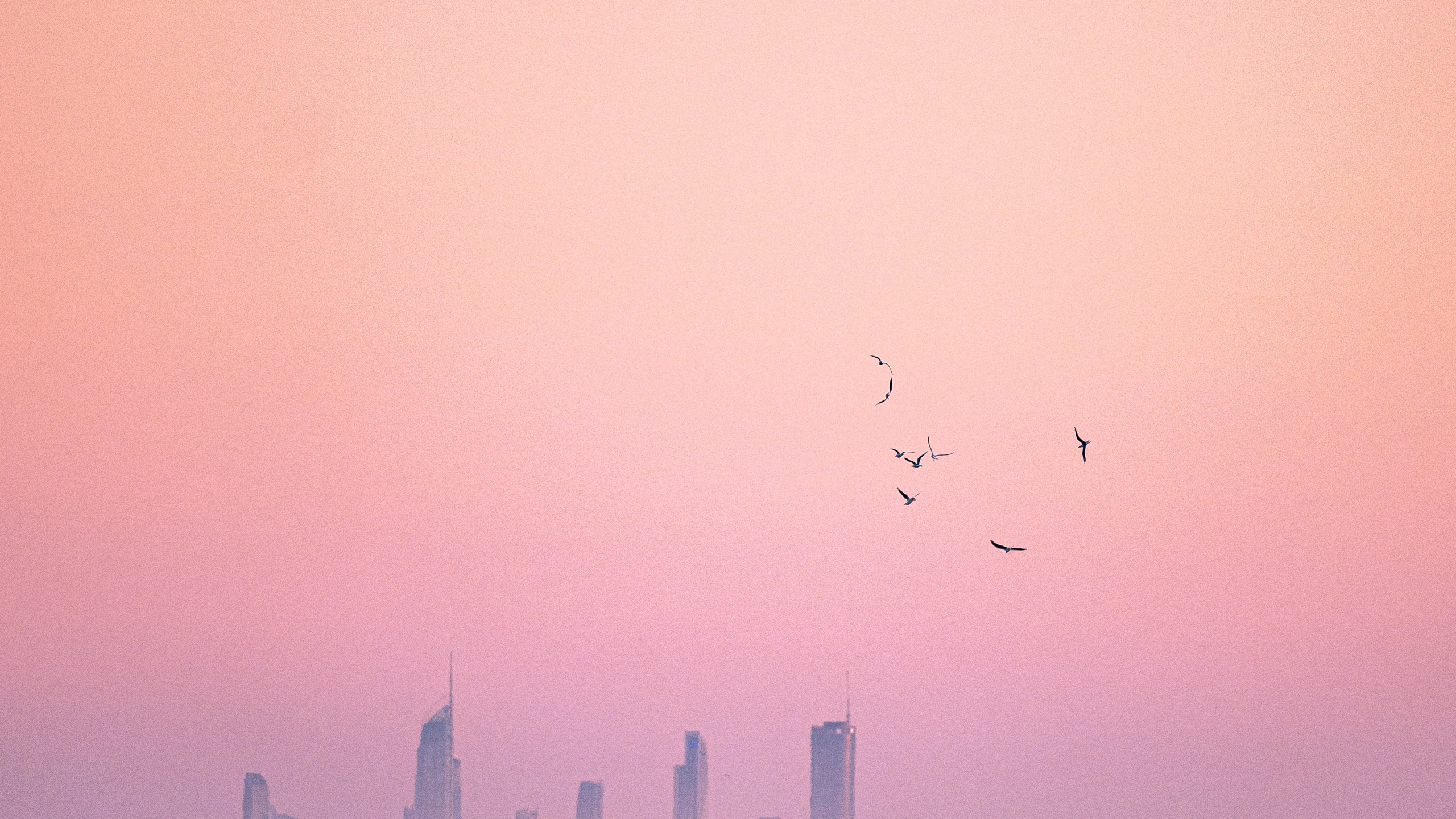 Horizon, Hardcover 3, Water, Atmosphere, Bird. Wallpaper in 2560x1440 Resolution