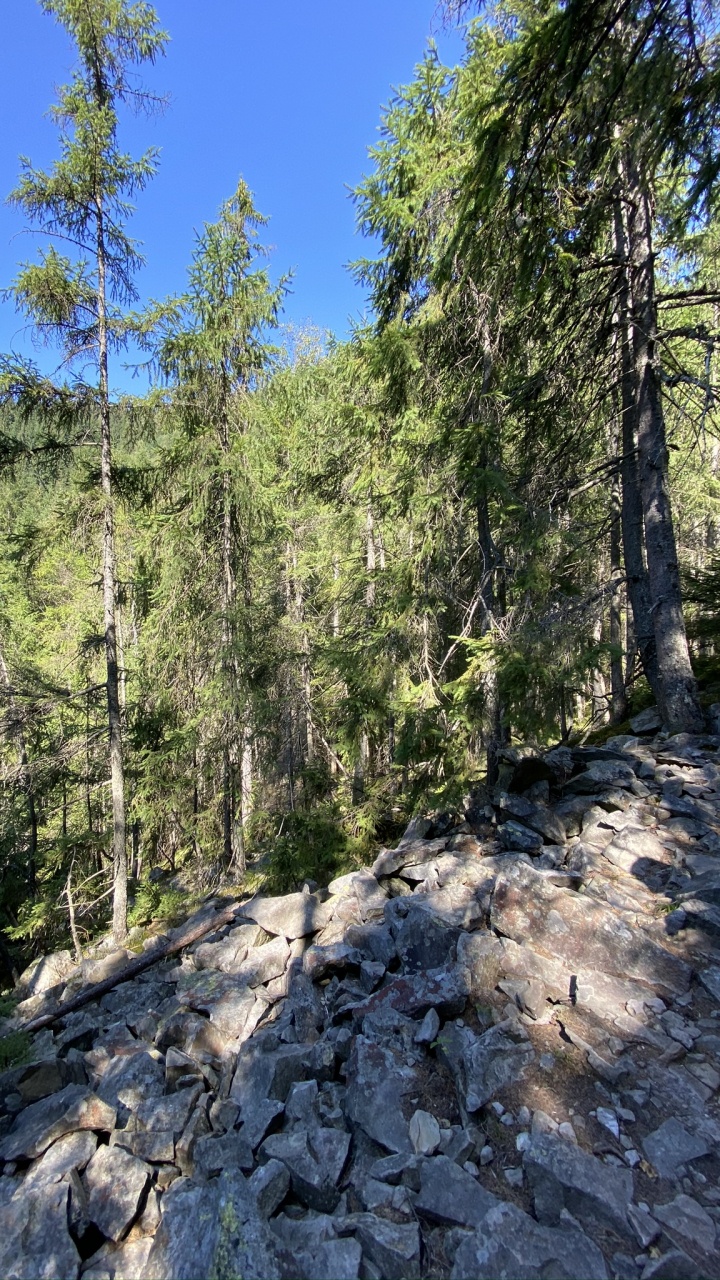 Wilderness, Natural Environment, Forest, Rock, Bedrock. Wallpaper in 720x1280 Resolution