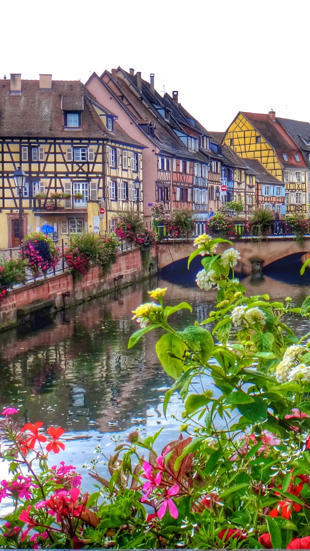 Pink Flowers Near River During Daytime. Wallpaper in 1080x1920 Resolution
