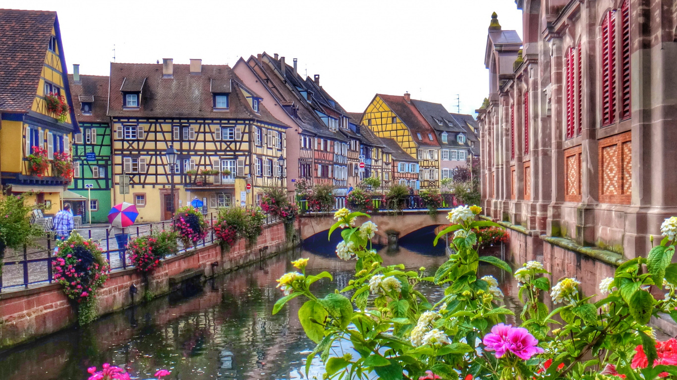Fleurs Roses Près de la Rivière Pendant la Journée. Wallpaper in 1366x768 Resolution