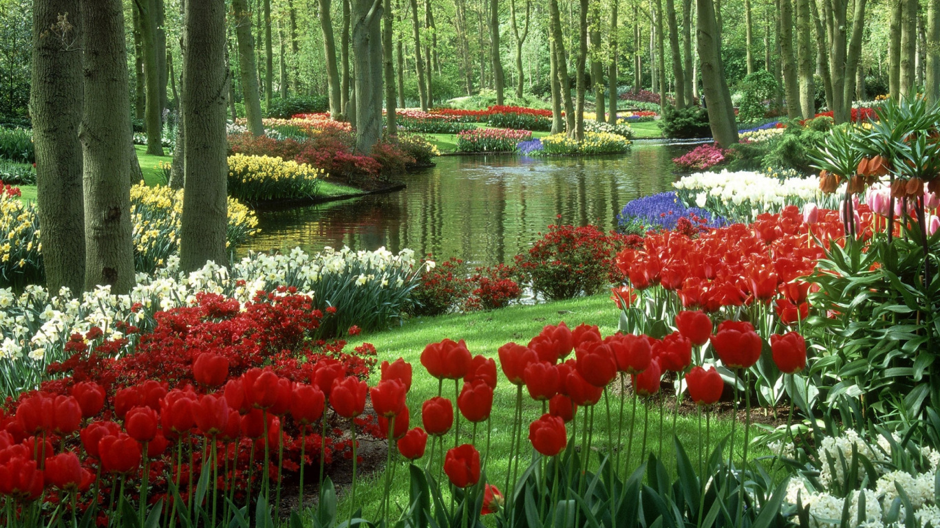 Rote Und Weiße Blumen in Der Nähe Des Flusses. Wallpaper in 1366x768 Resolution