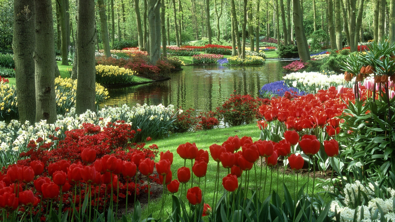 Flores Rojas y Blancas Cerca Del Río. Wallpaper in 1280x720 Resolution