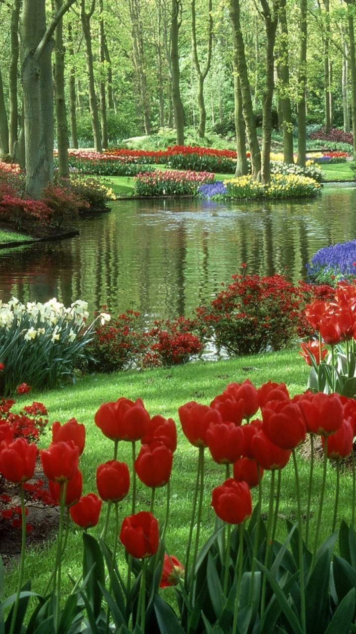Red and White Flowers Near River. Wallpaper in 720x1280 Resolution