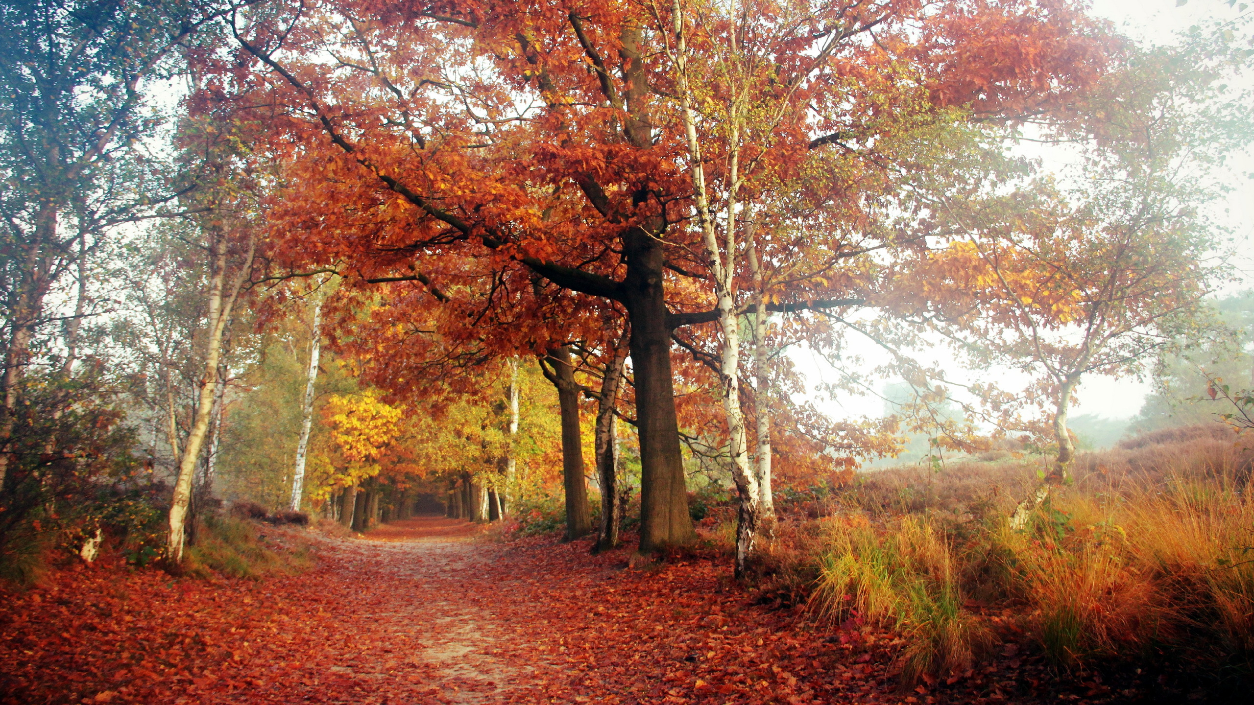 Árboles Marrones y Verdes Bajo un Cielo Azul Durante el Día. Wallpaper in 2560x1440 Resolution