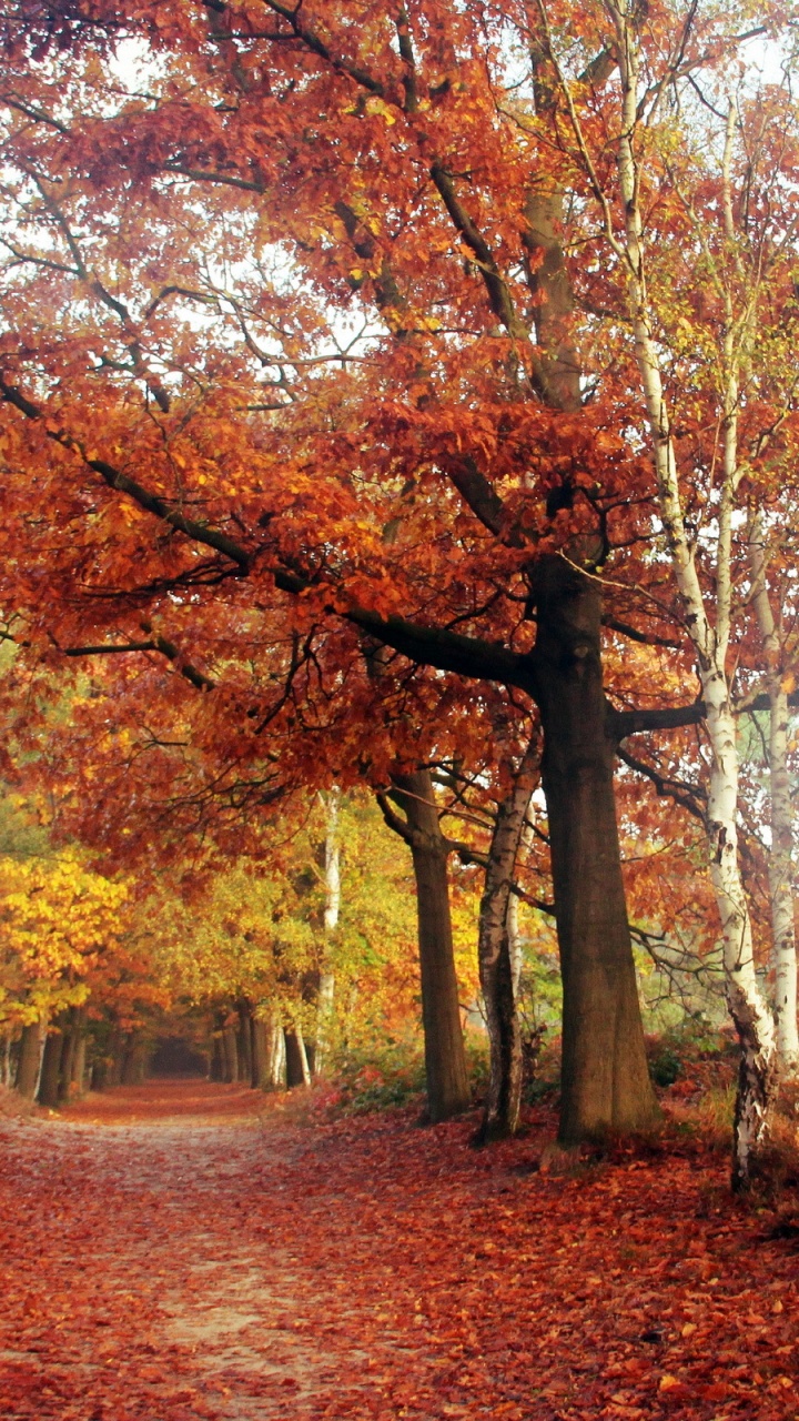 性质, 林地, 森林, 落叶, 阳光 壁纸 720x1280 允许