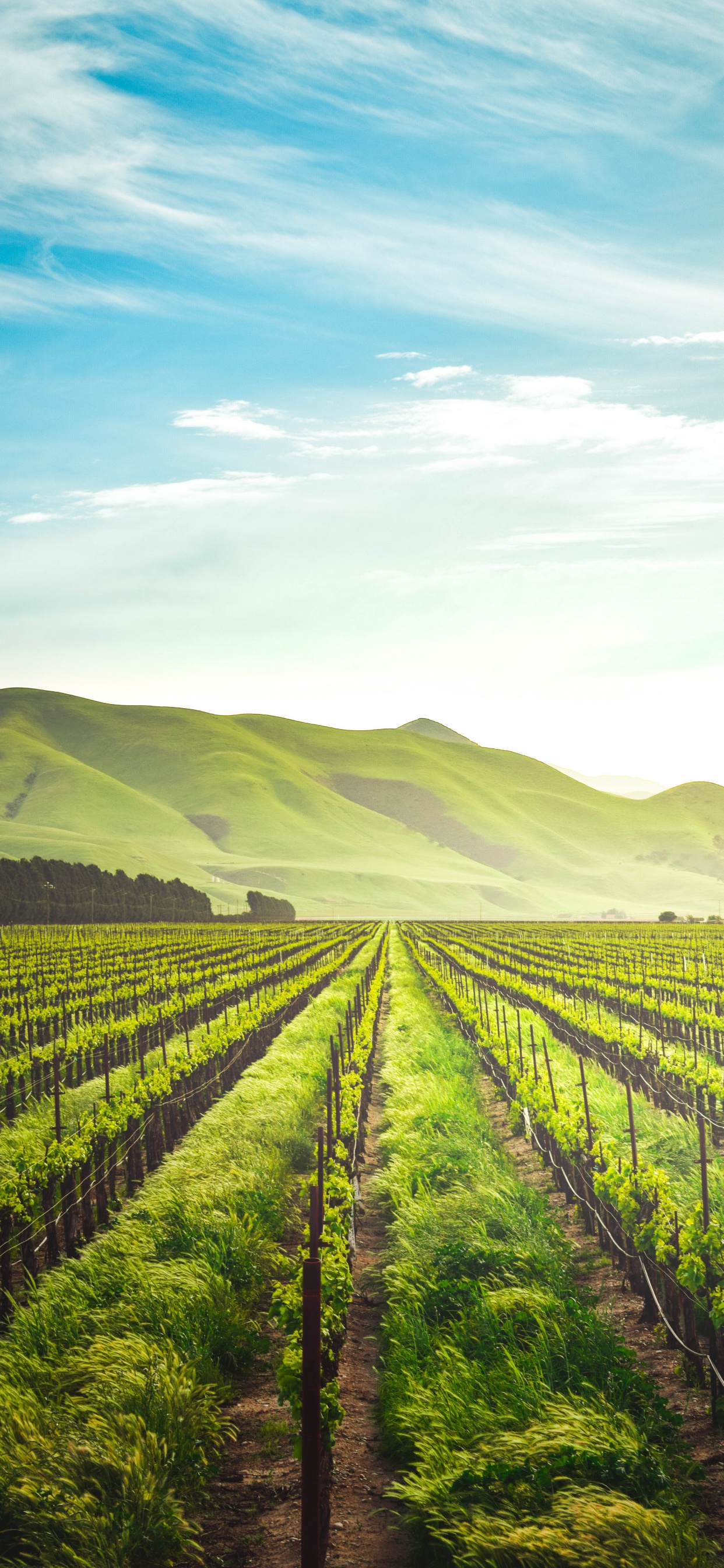 Agriculture, Regenerative Agriculture, Agricultural Land, Organic Farming, Farm. Wallpaper in 1242x2688 Resolution