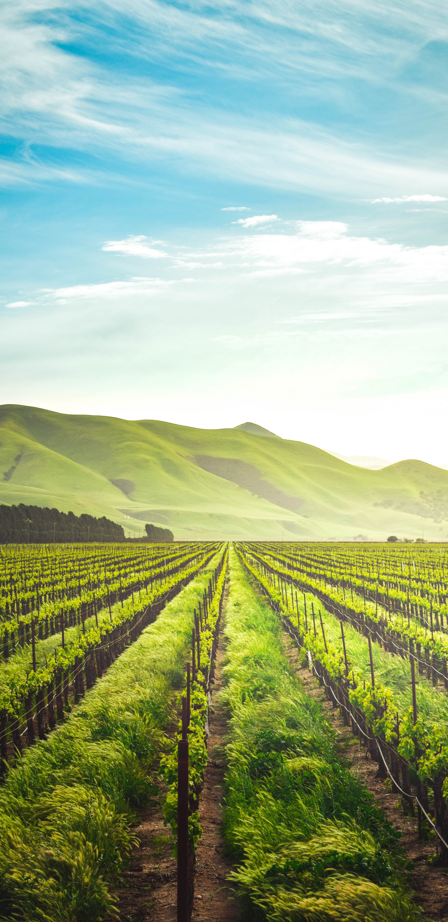 Agriculture, Regenerative Agriculture, Agricultural Land, Organic Farming, Farm. Wallpaper in 1440x2960 Resolution