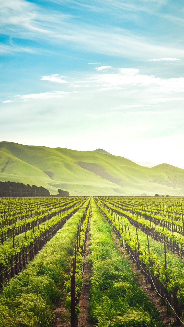 Agriculture, Regenerative Agriculture, Agricultural Land, Organic Farming, Farm. Wallpaper in 720x1280 Resolution