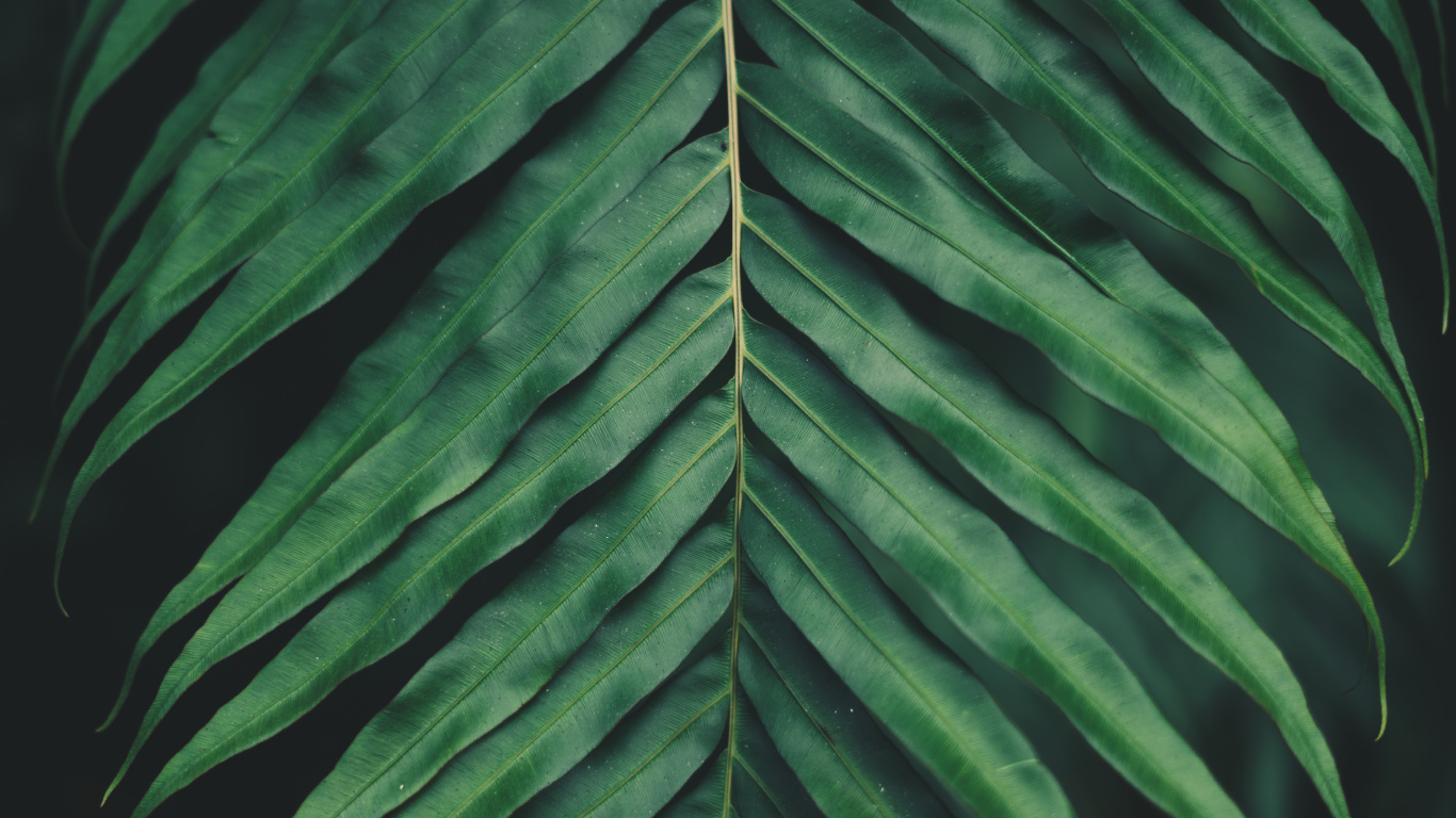 Vegetation, Pflanzen, Smartphone, Gefäßpflanzen, Blatt. Wallpaper in 1366x768 Resolution