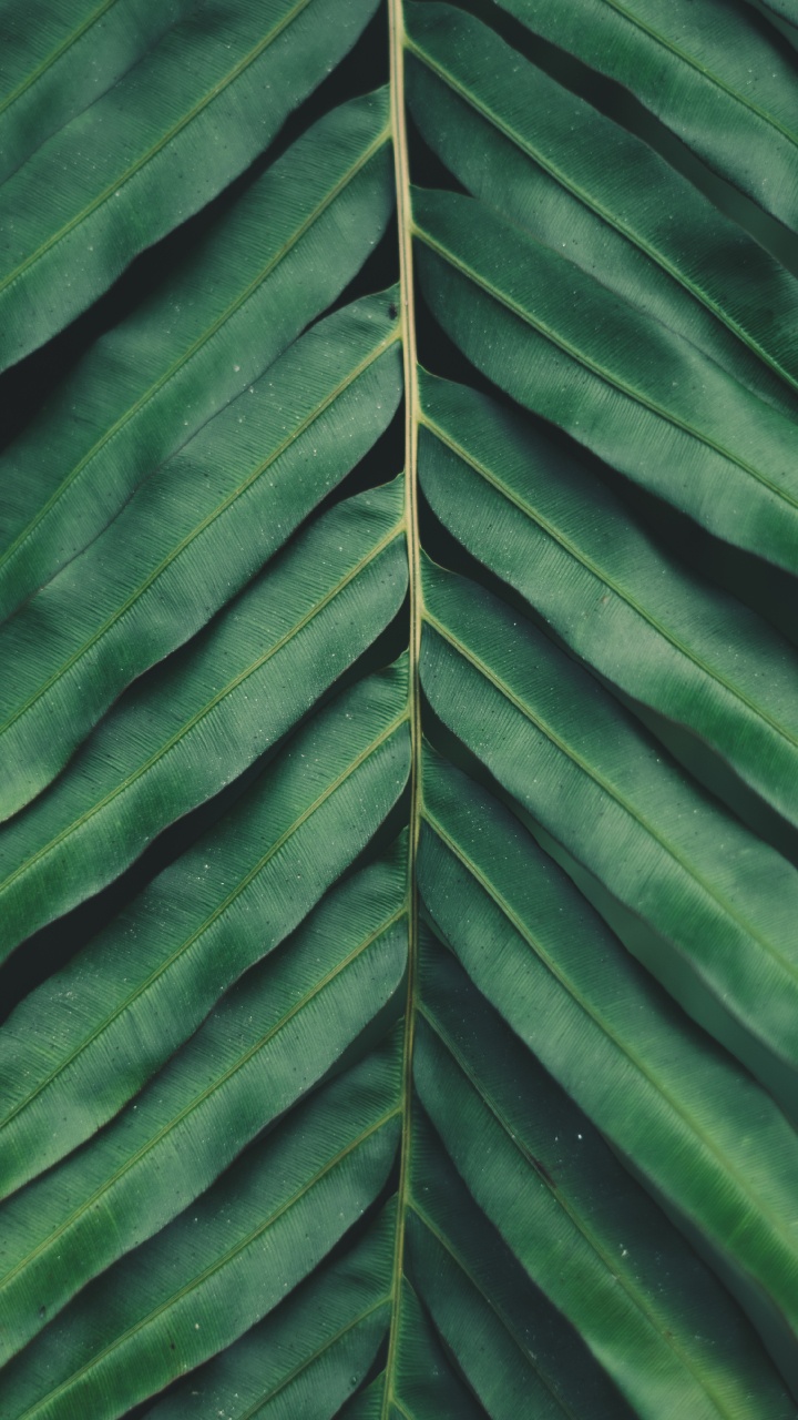 Vegetation, Pflanzen, Smartphone, Gefäßpflanzen, Blatt. Wallpaper in 720x1280 Resolution