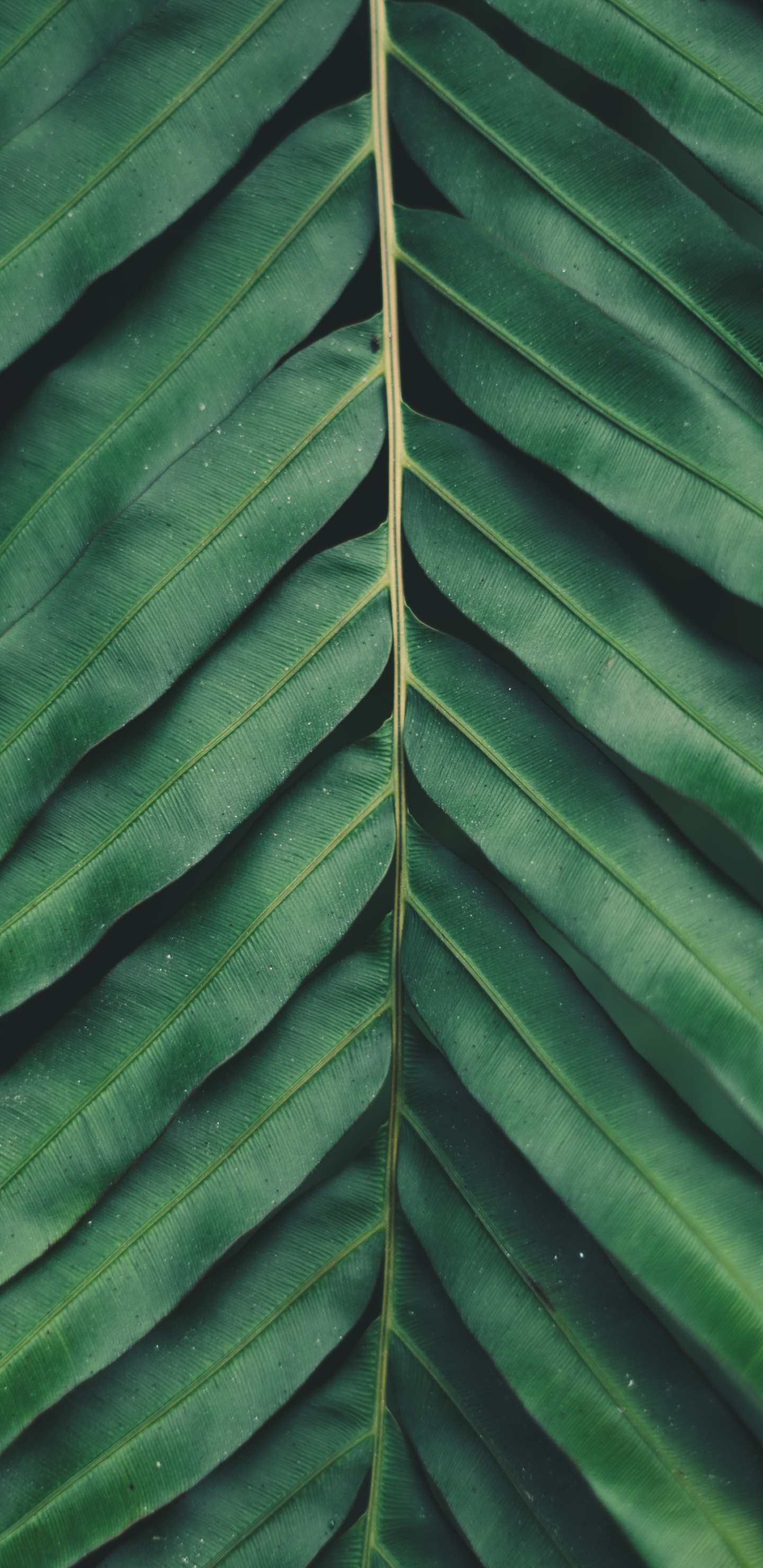 Végétation, Plante, Smartphone, Plantes Vasculaires, Feuille. Wallpaper in 1440x2960 Resolution