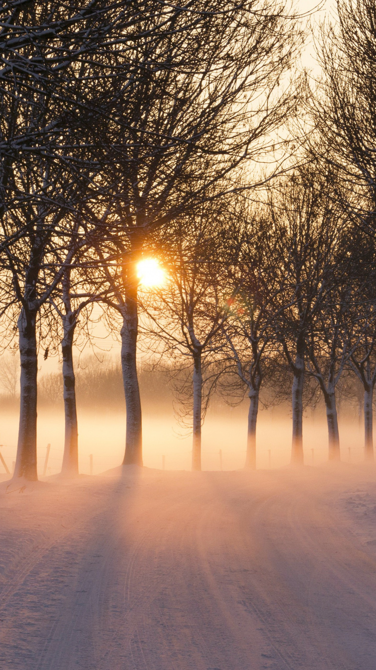 Arbres Sans Feuilles Sur Sol Couvert de Neige Pendant le Coucher du Soleil. Wallpaper in 750x1334 Resolution