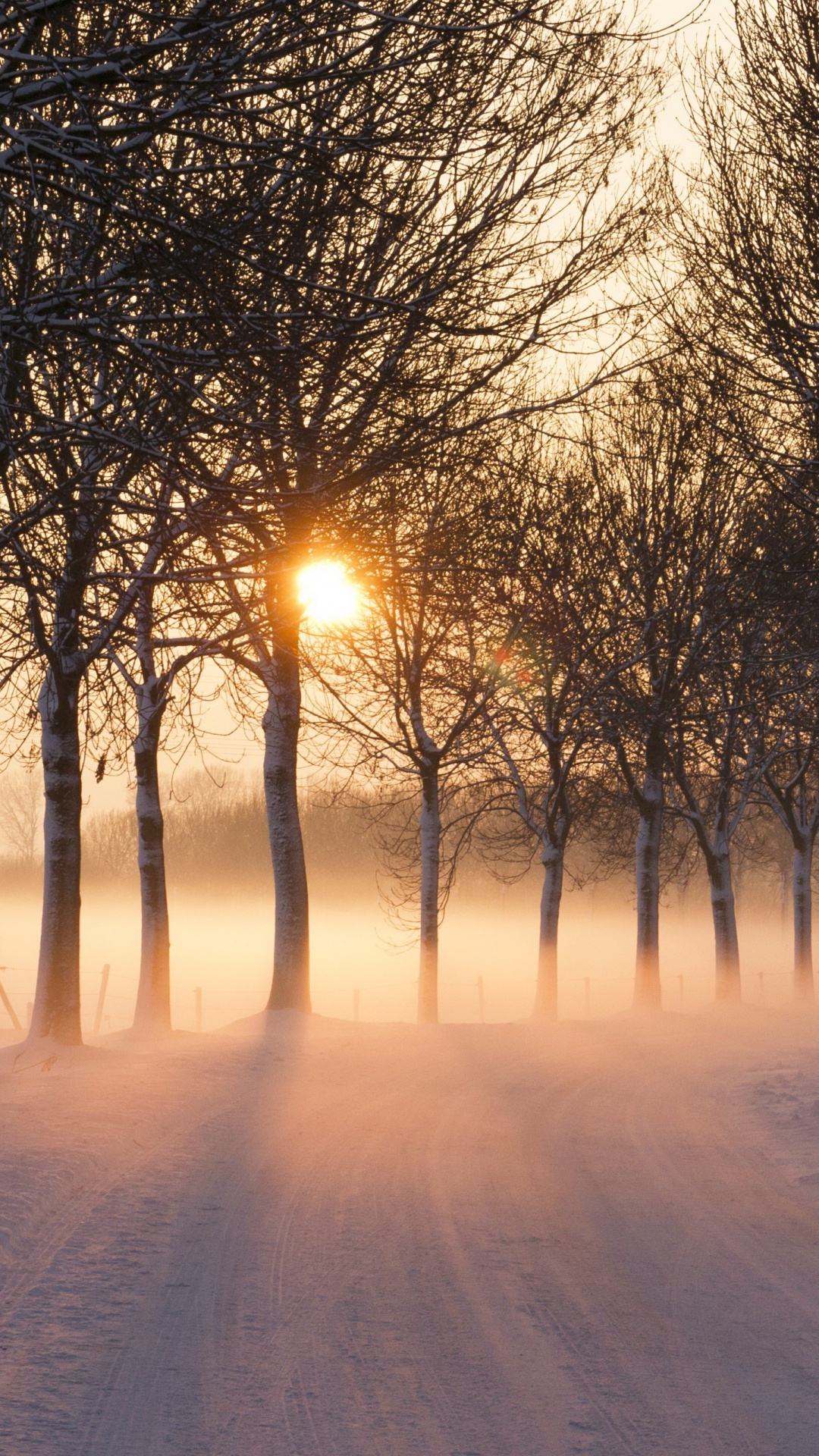 Kahlen Bäume Auf Schneebedecktem Boden Bei Sonnenuntergang. Wallpaper in 1080x1920 Resolution