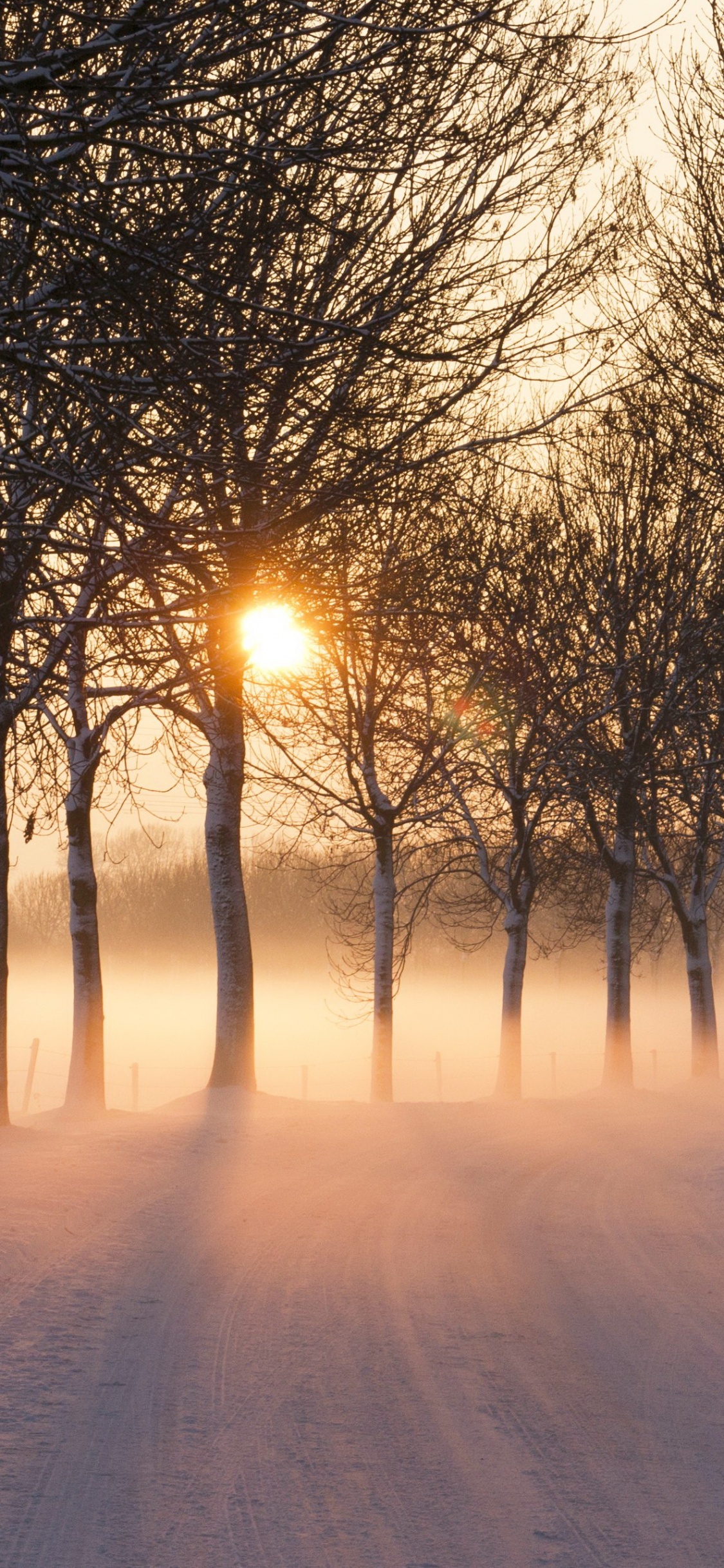 Kahlen Bäume Auf Schneebedecktem Boden Bei Sonnenuntergang. Wallpaper in 1125x2436 Resolution