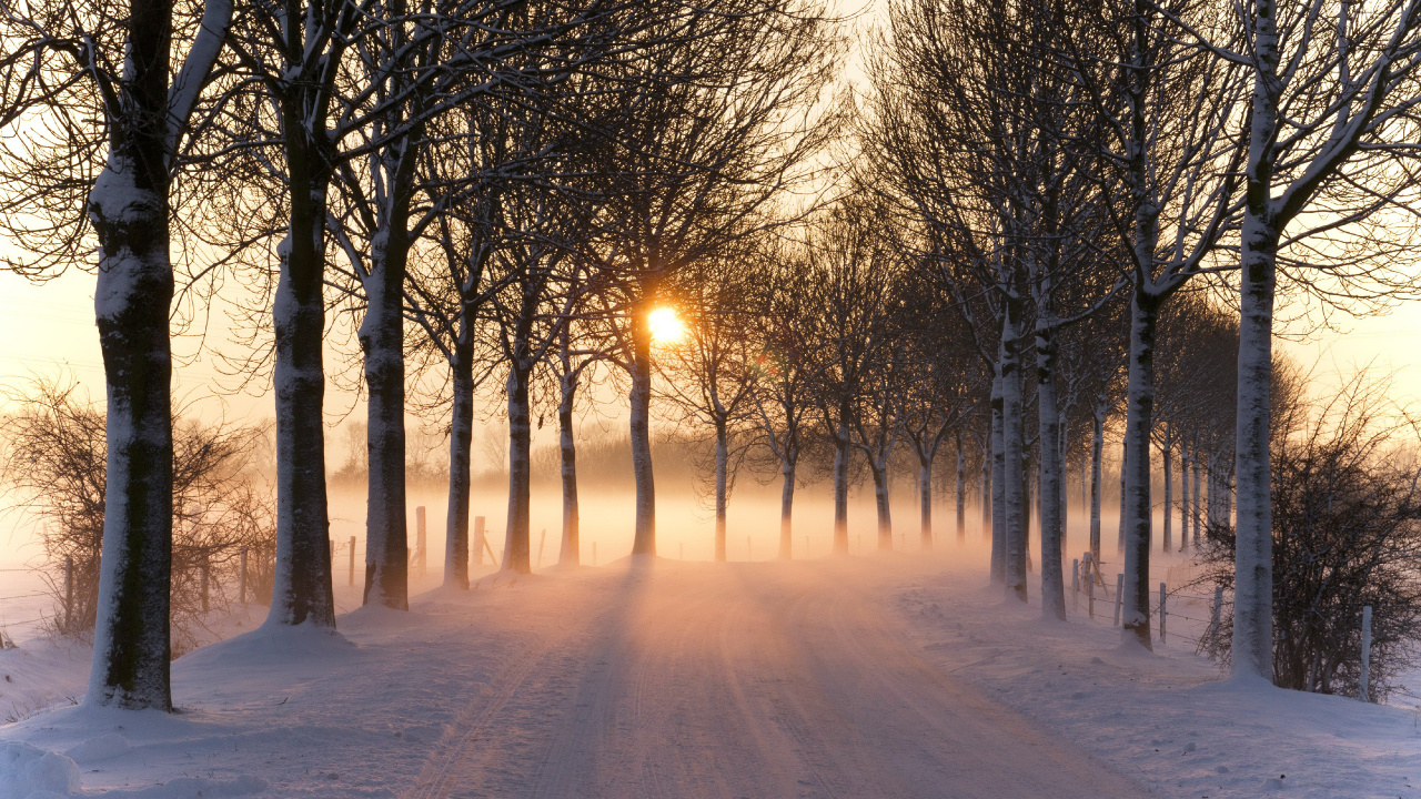 Kahlen Bäume Auf Schneebedecktem Boden Bei Sonnenuntergang. Wallpaper in 1280x720 Resolution