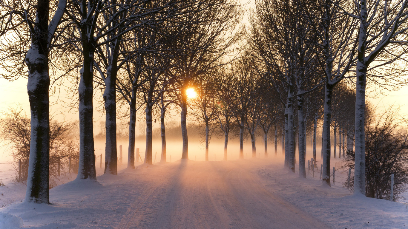 Kahlen Bäume Auf Schneebedecktem Boden Bei Sonnenuntergang. Wallpaper in 1366x768 Resolution