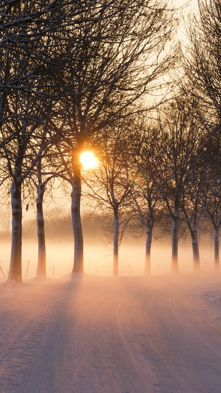 Kahlen Bäume Auf Schneebedecktem Boden Bei Sonnenuntergang. Wallpaper in 720x1280 Resolution