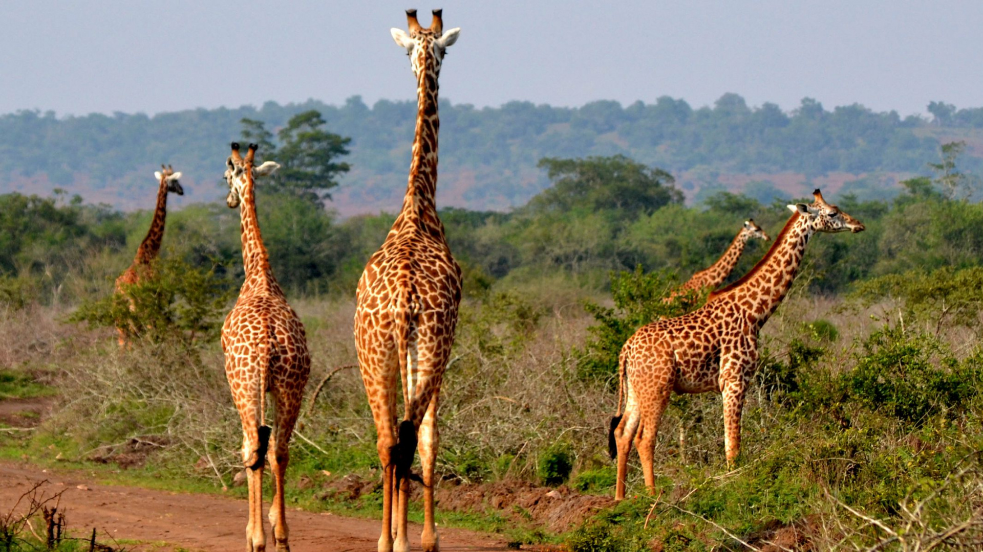 Brown Giraffe Standing on Brown Grass Field During Daytime. Wallpaper in 1920x1080 Resolution