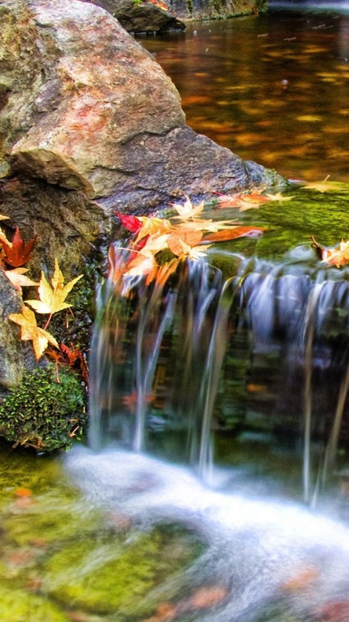 el Agua Cae Con Hojas de Naranja en el Suelo. Wallpaper in 720x1280 Resolution