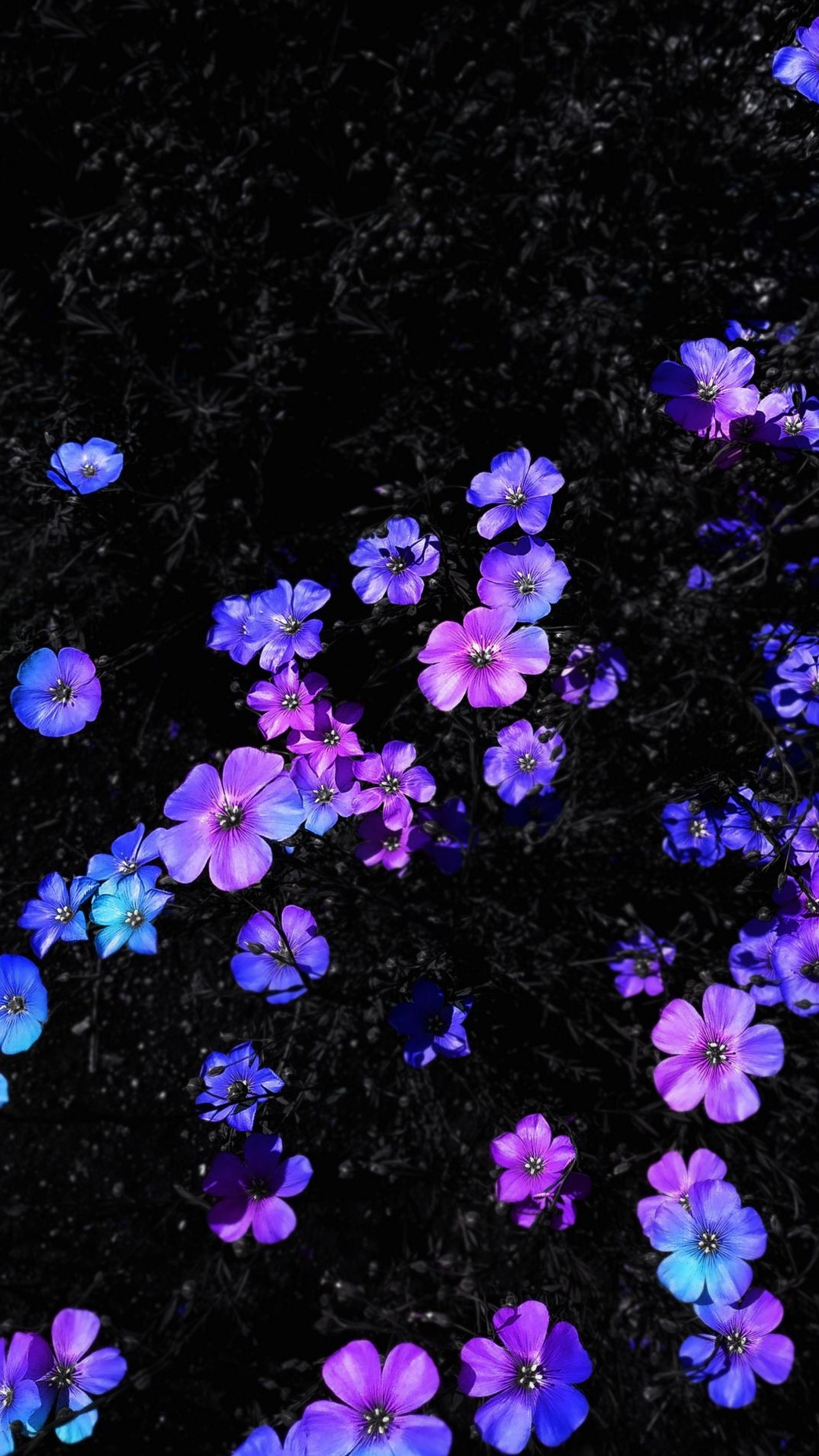 菌群, 紫色的, 紫罗兰色, 地被, 显花植物 壁纸 1080x1920 允许