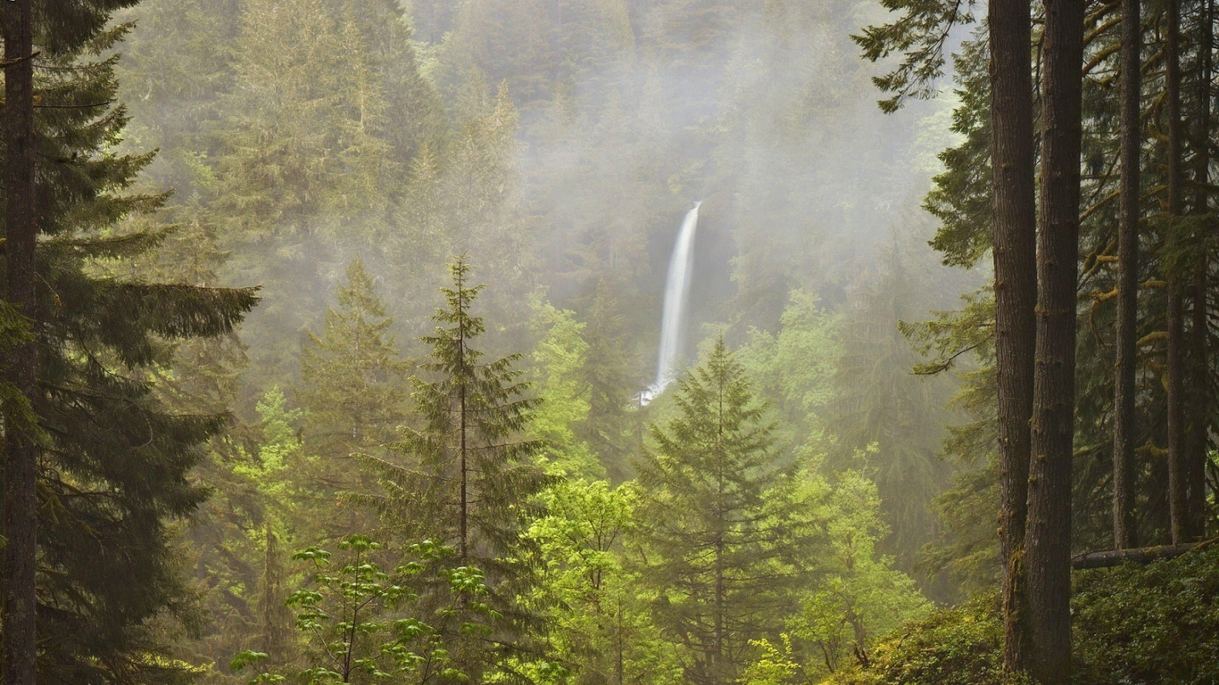 Green Trees Under White Sky During Daytime. Wallpaper in 1366x768 Resolution