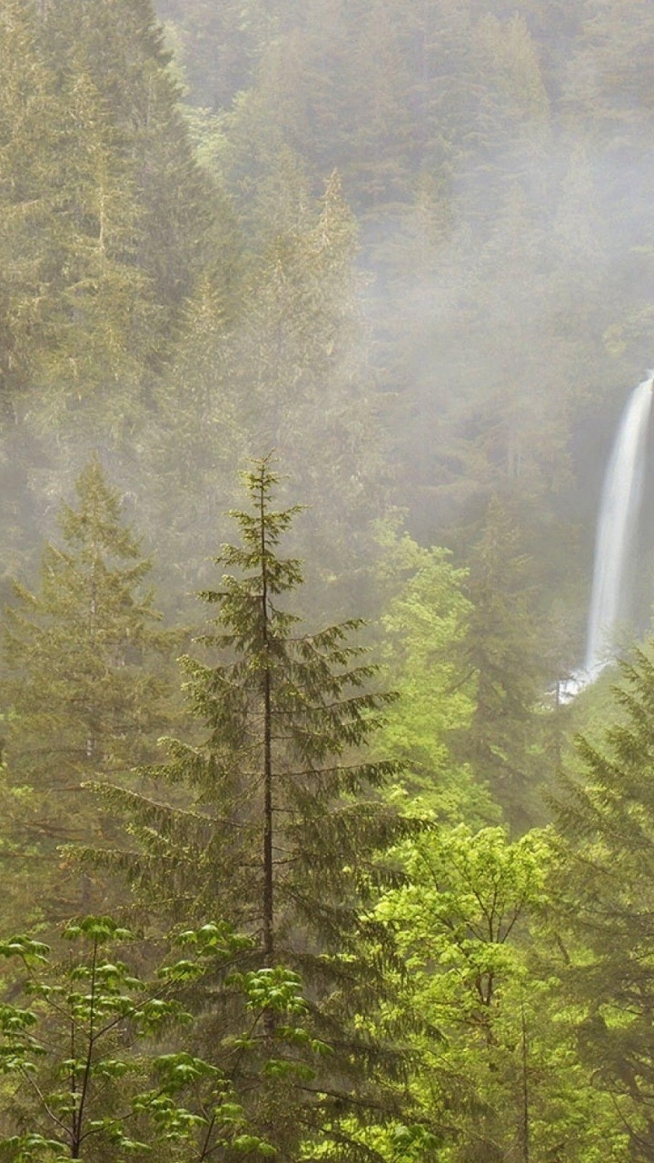 Green Trees Under White Sky During Daytime. Wallpaper in 720x1280 Resolution