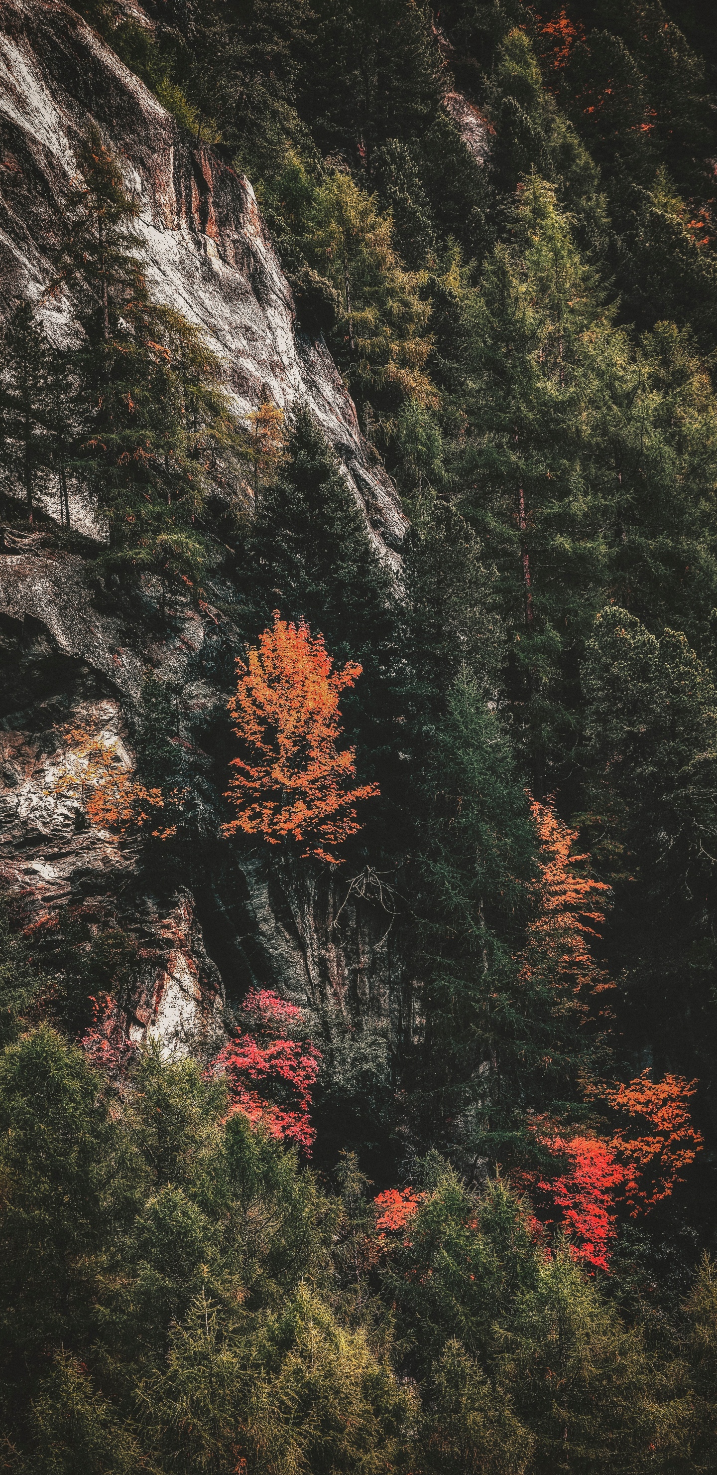 Baum, Natur, Blatt, Vegetation, Wildnis. Wallpaper in 1440x2960 Resolution