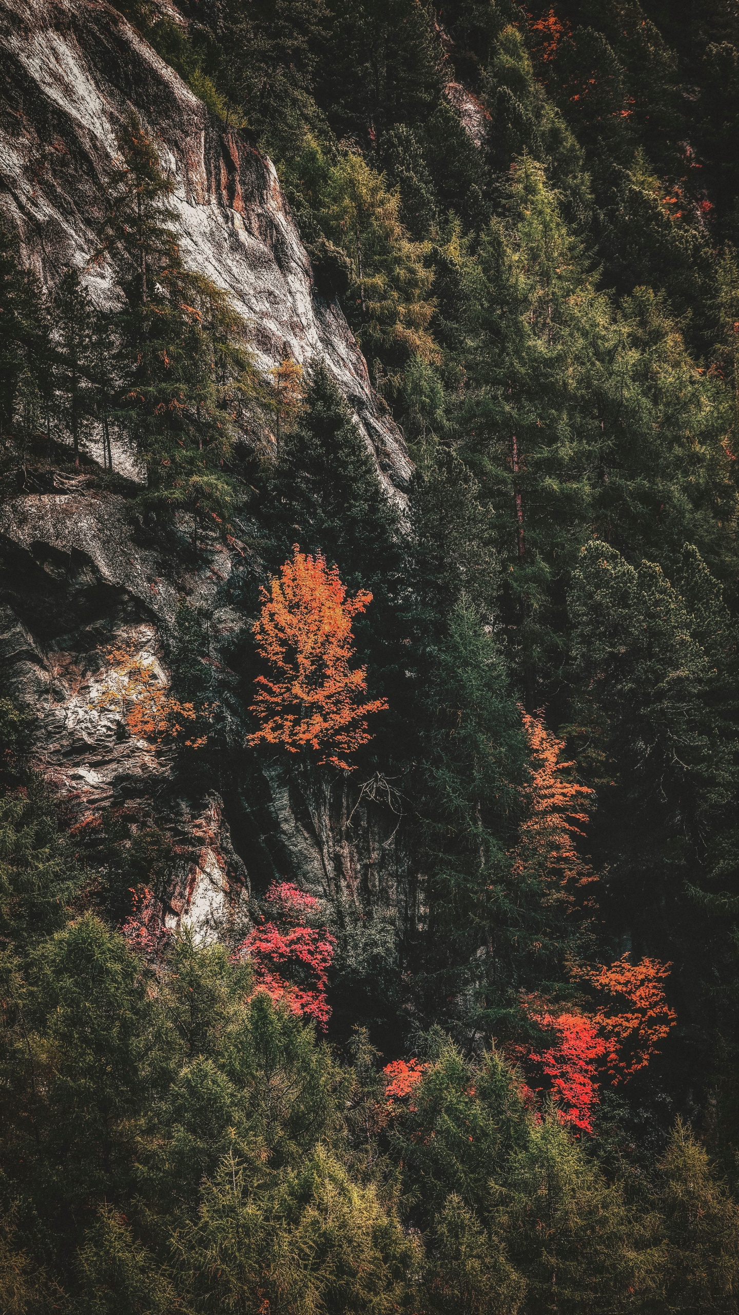 Tree, Nature, Leaf, Red, Vegetation. Wallpaper in 1440x2560 Resolution
