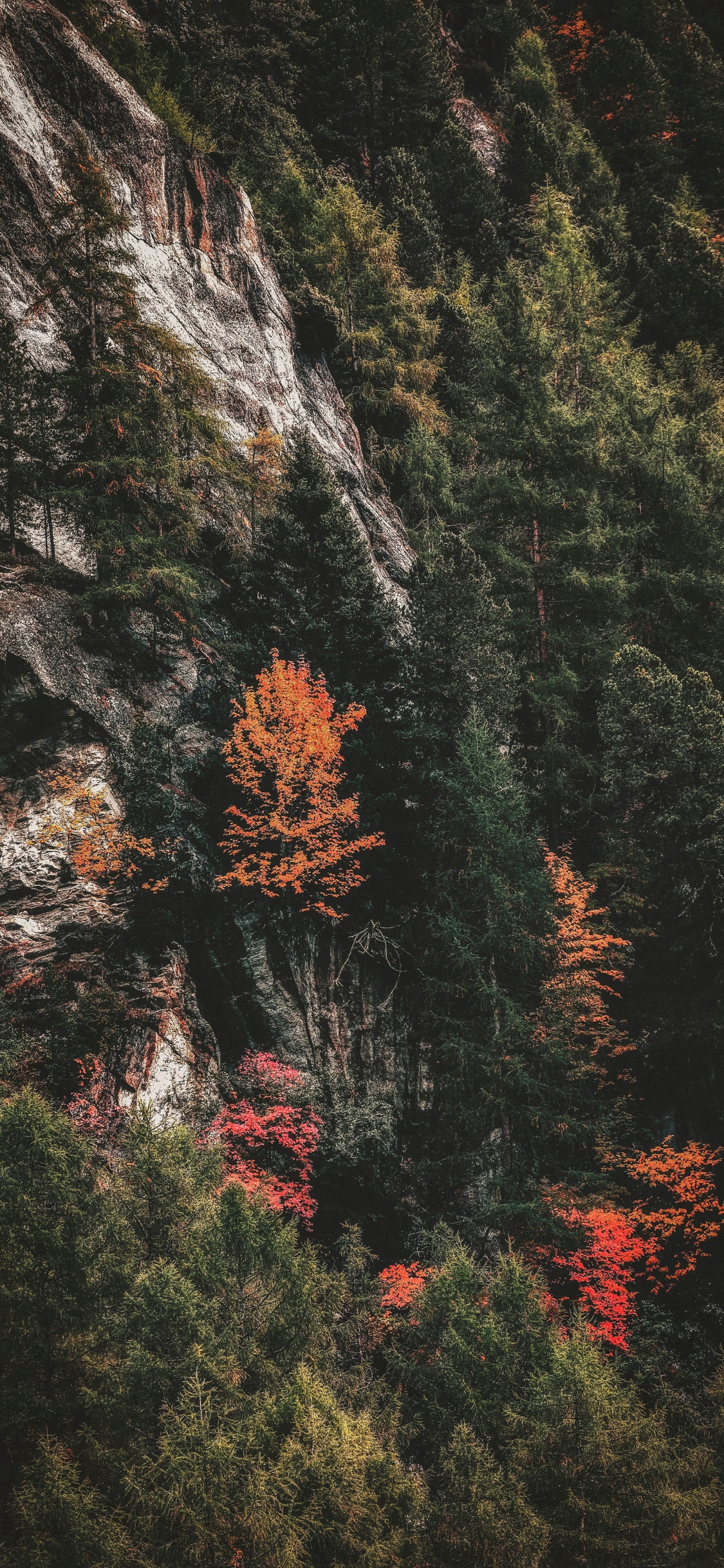 Nature, Feuille, Red, Végétation, Biome. Wallpaper in 1125x2436 Resolution