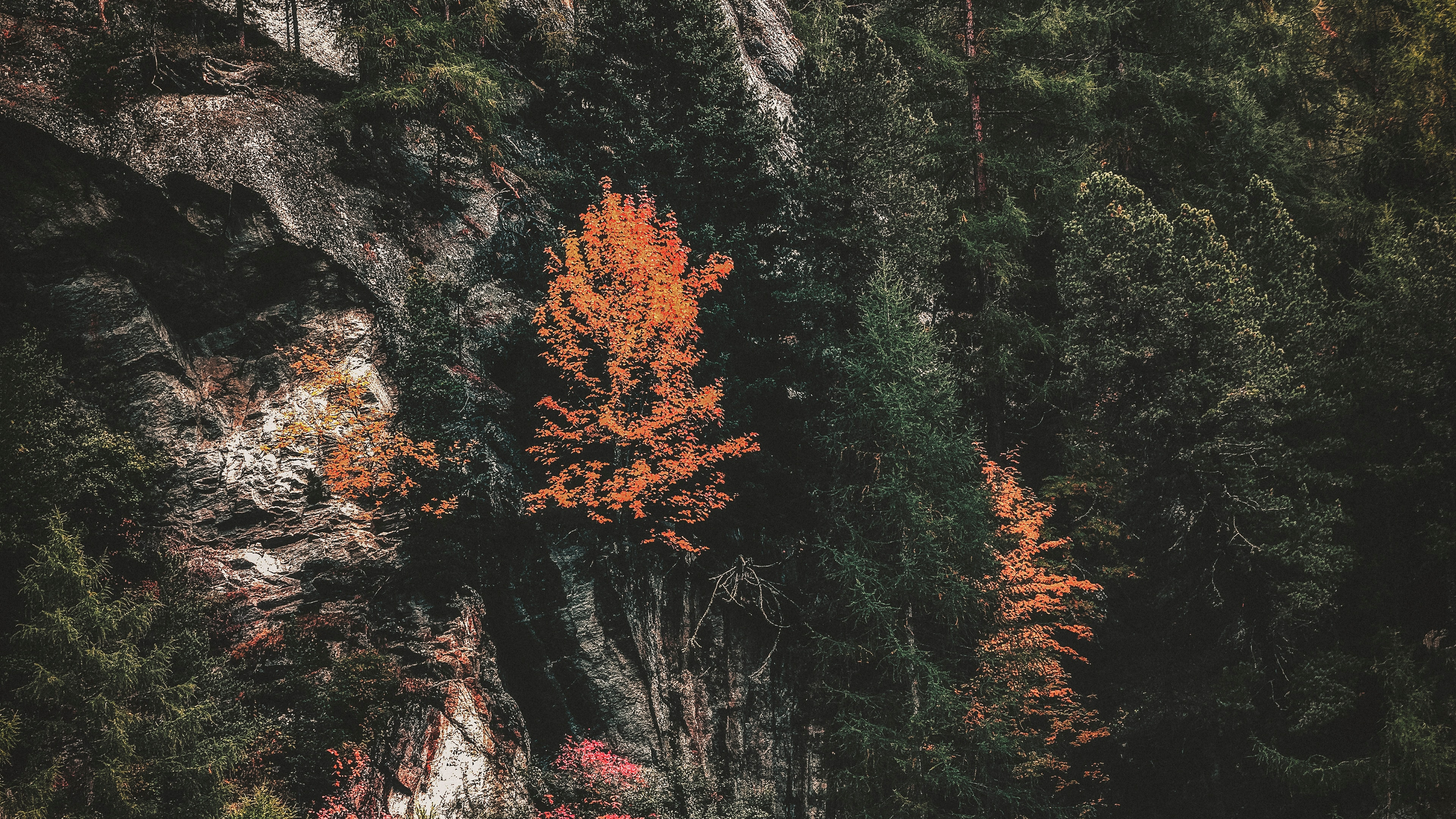Nature, Feuille, Red, Végétation, Biome. Wallpaper in 3840x2160 Resolution