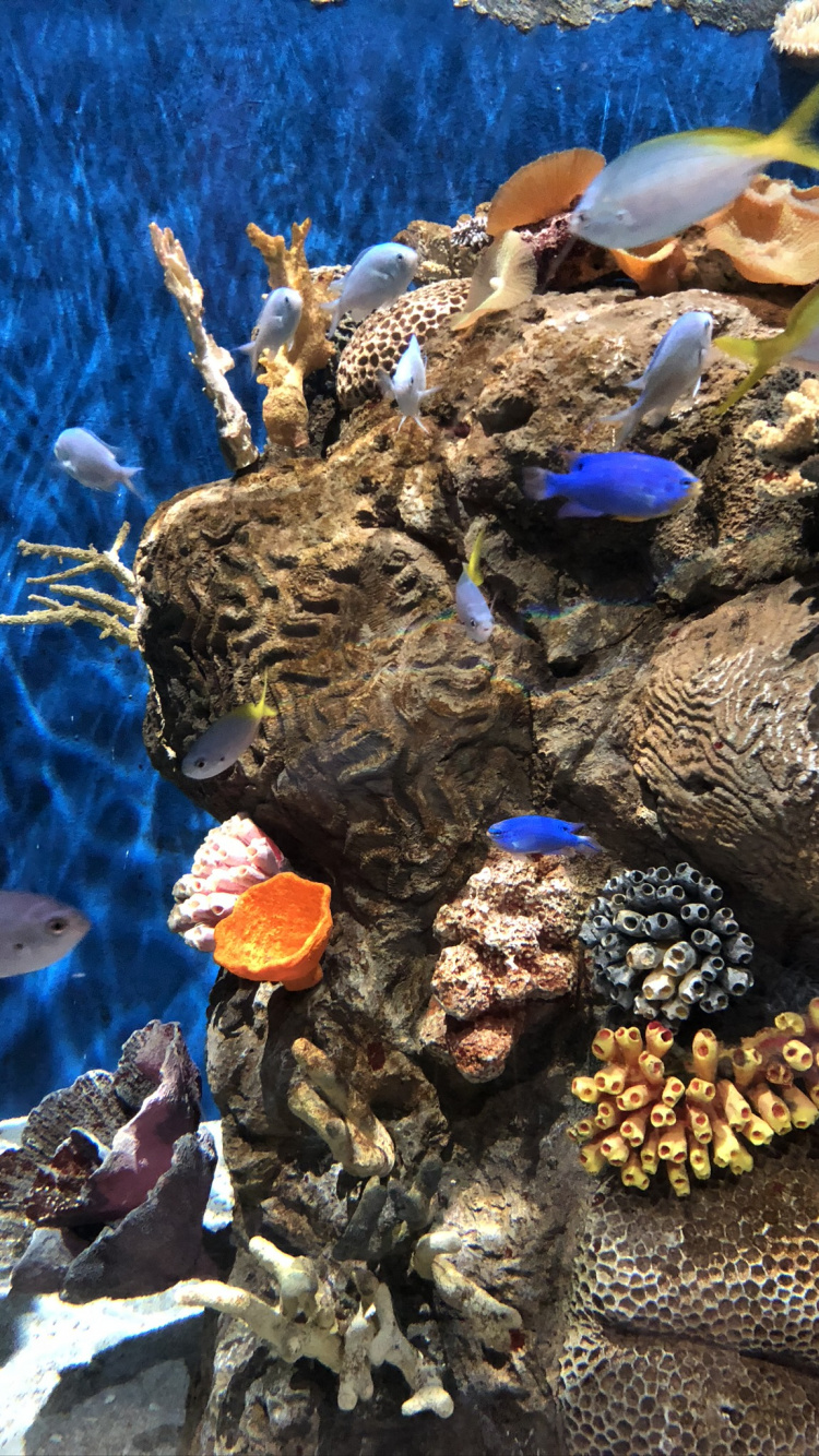 Coral Reef, Marine Biology, Science, Coral, Underwater. Wallpaper in 750x1334 Resolution