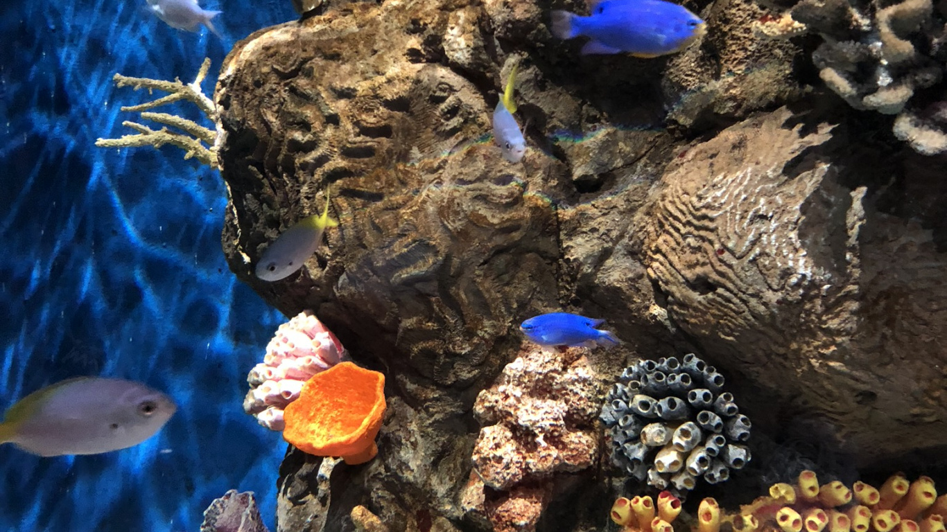 海洋生物学, 科学, 珊瑚, 水下, 石珊瑚 壁纸 1366x768 允许