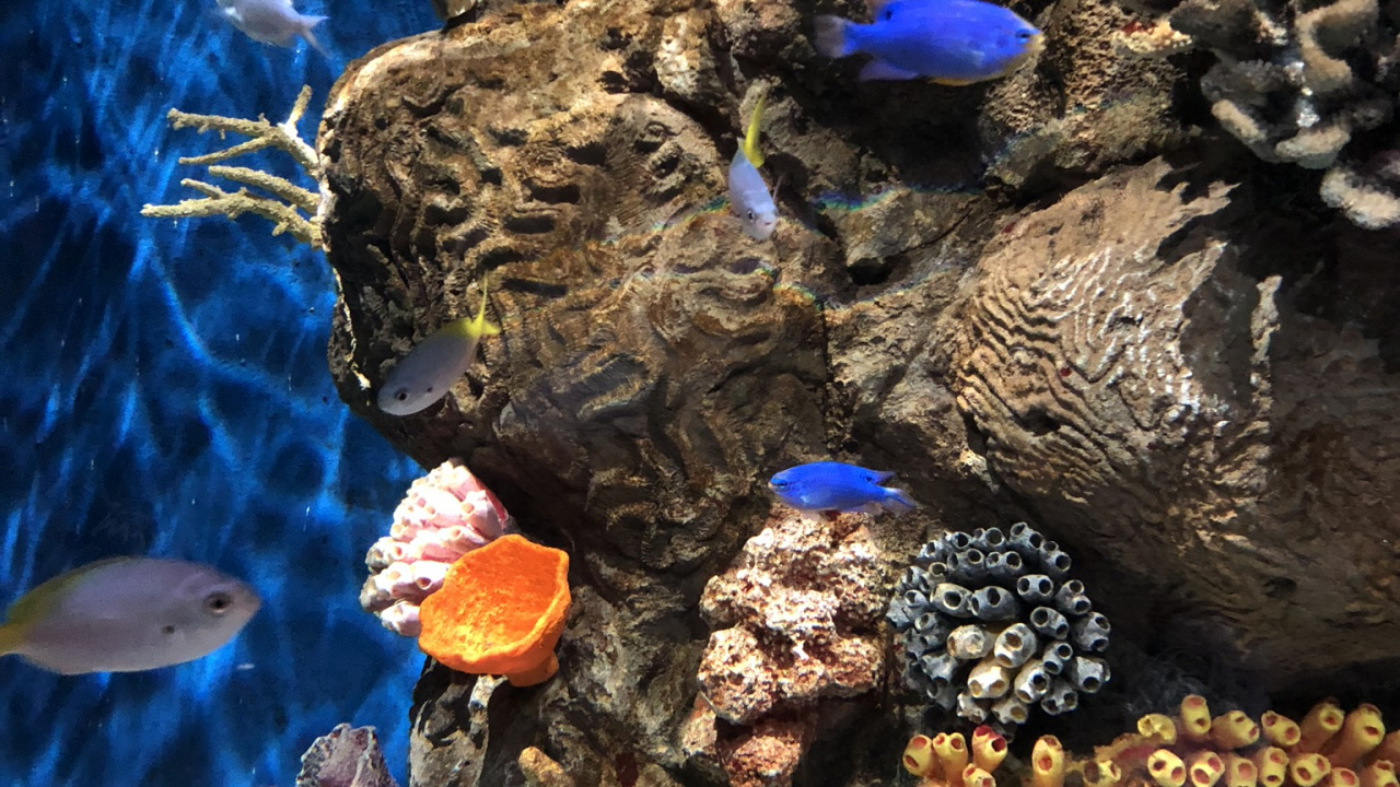 Korallenriff, Marine Biologie, Wissenschaft, Coral, Unterwasser. Wallpaper in 1280x720 Resolution