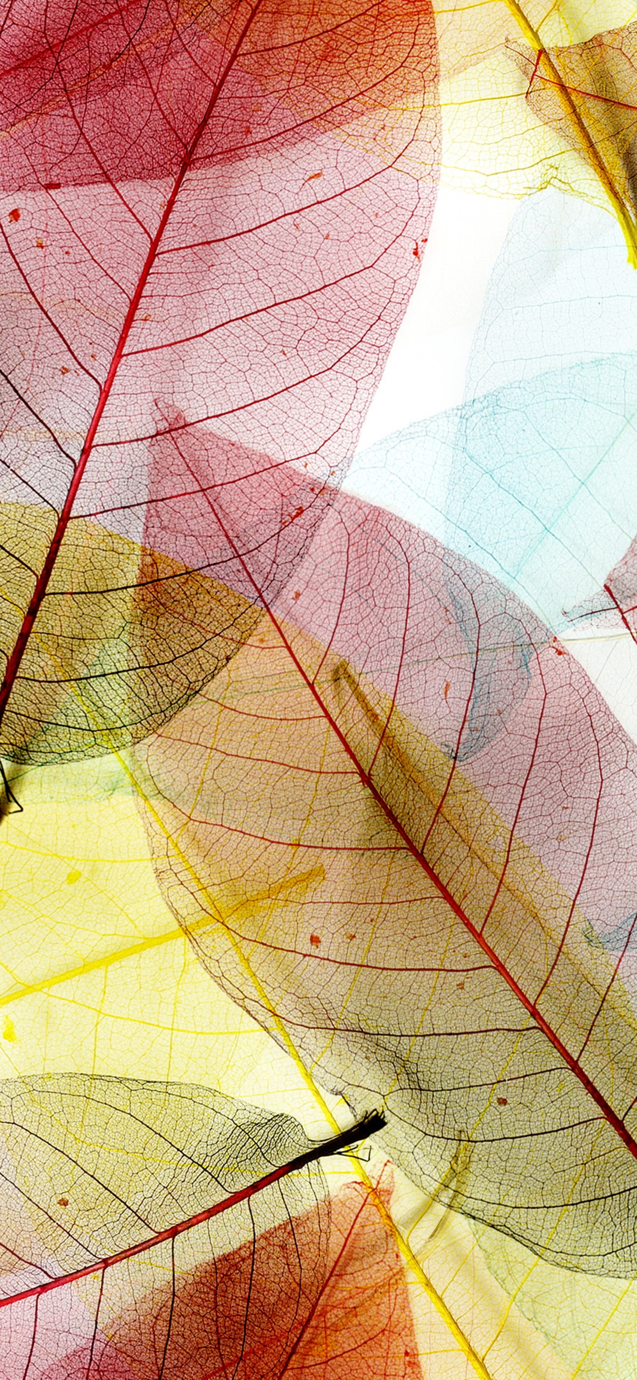 Illustration de Feuilles Rouges et Jaunes. Wallpaper in 1242x2688 Resolution