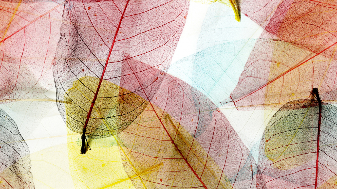 Illustration de Feuilles Rouges et Jaunes. Wallpaper in 1366x768 Resolution