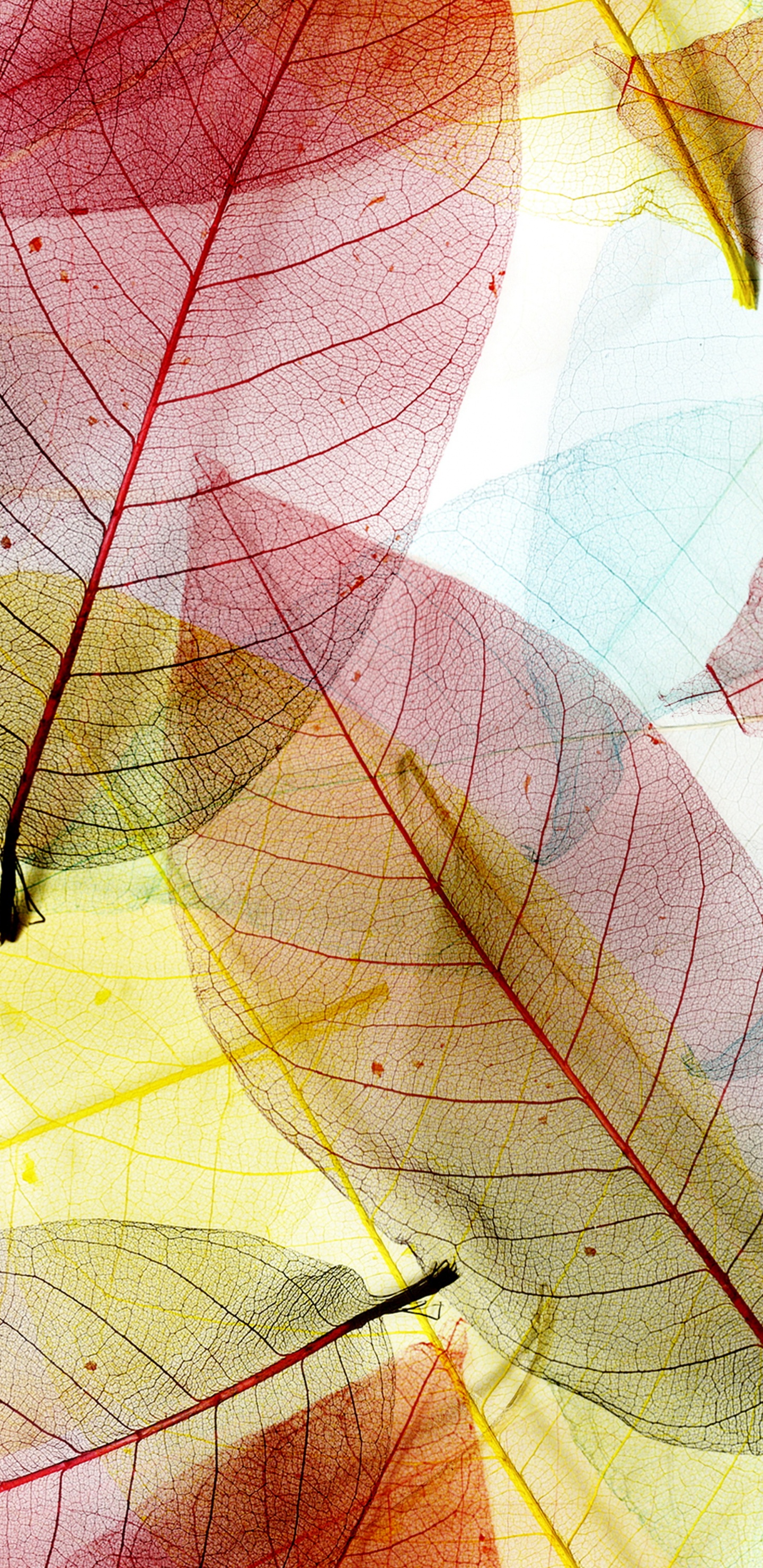 Illustration de Feuilles Rouges et Jaunes. Wallpaper in 1440x2960 Resolution